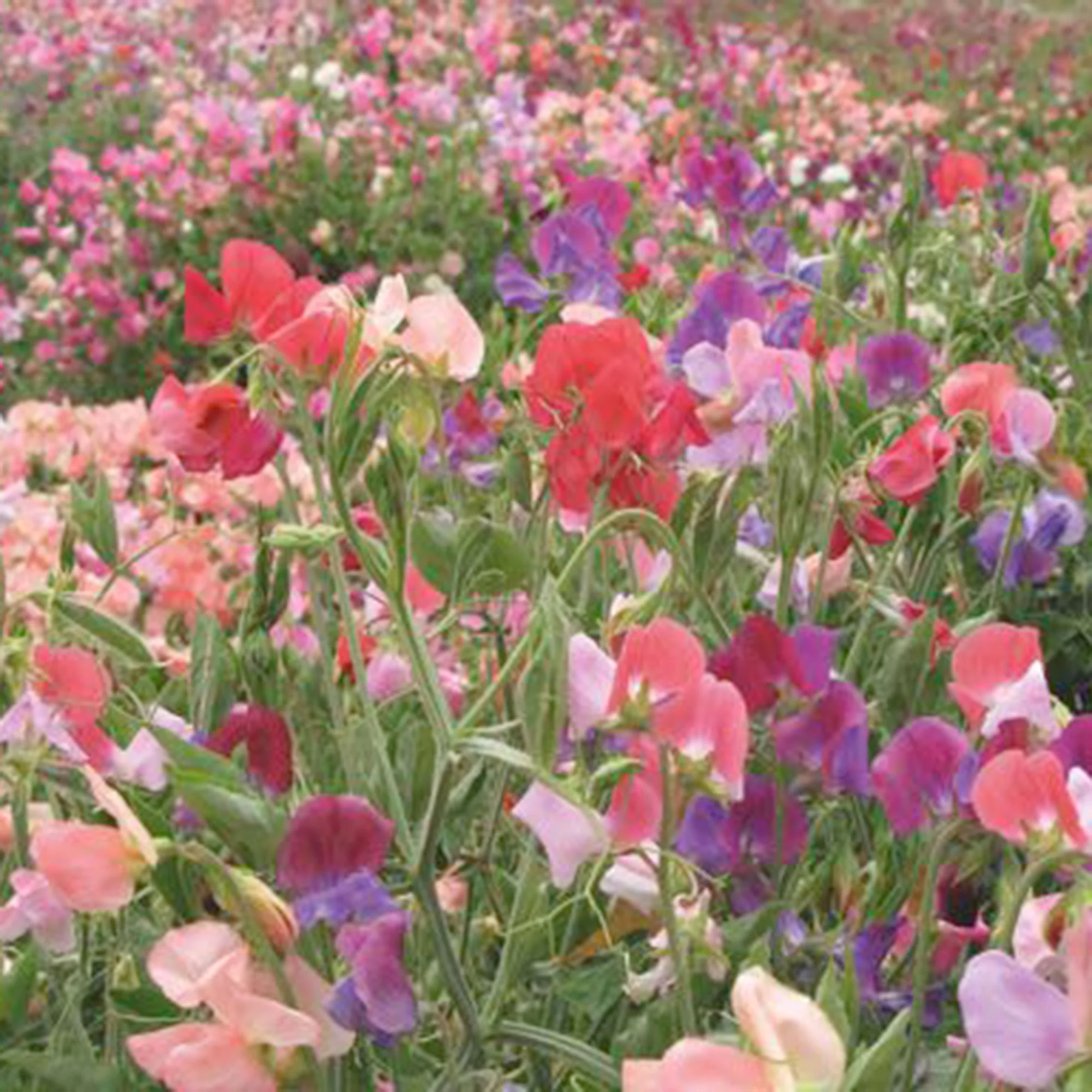 Pois de senteur Lathyrus 'Old Spice' - Biologique rouge-violet-blanc 2 m² - Semences de légumes - Image 4