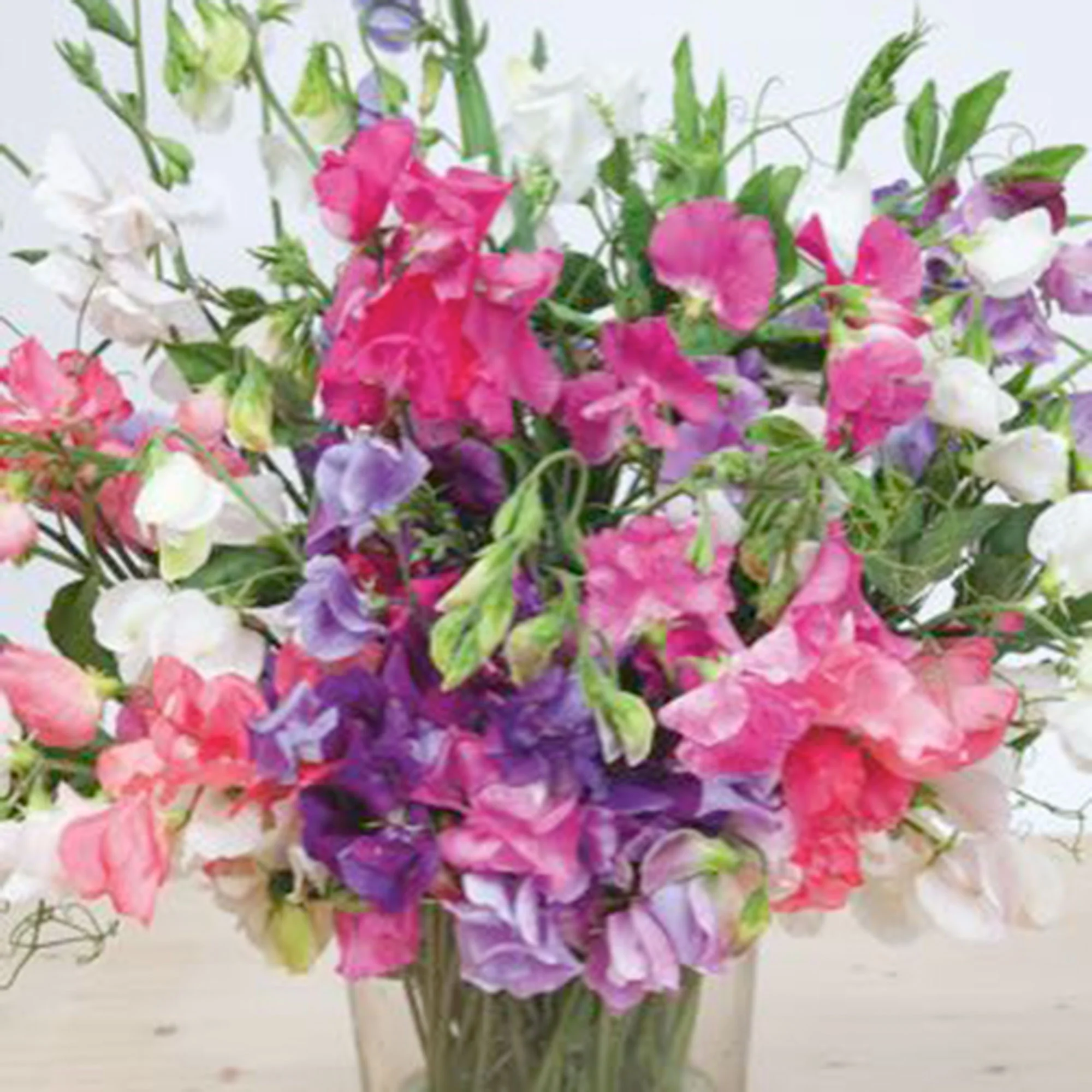 Pois de senteur Lathyrus 'Spencer' - Biologique rouge-violet-blanc 2 m² - Semences de légumes - Image 2