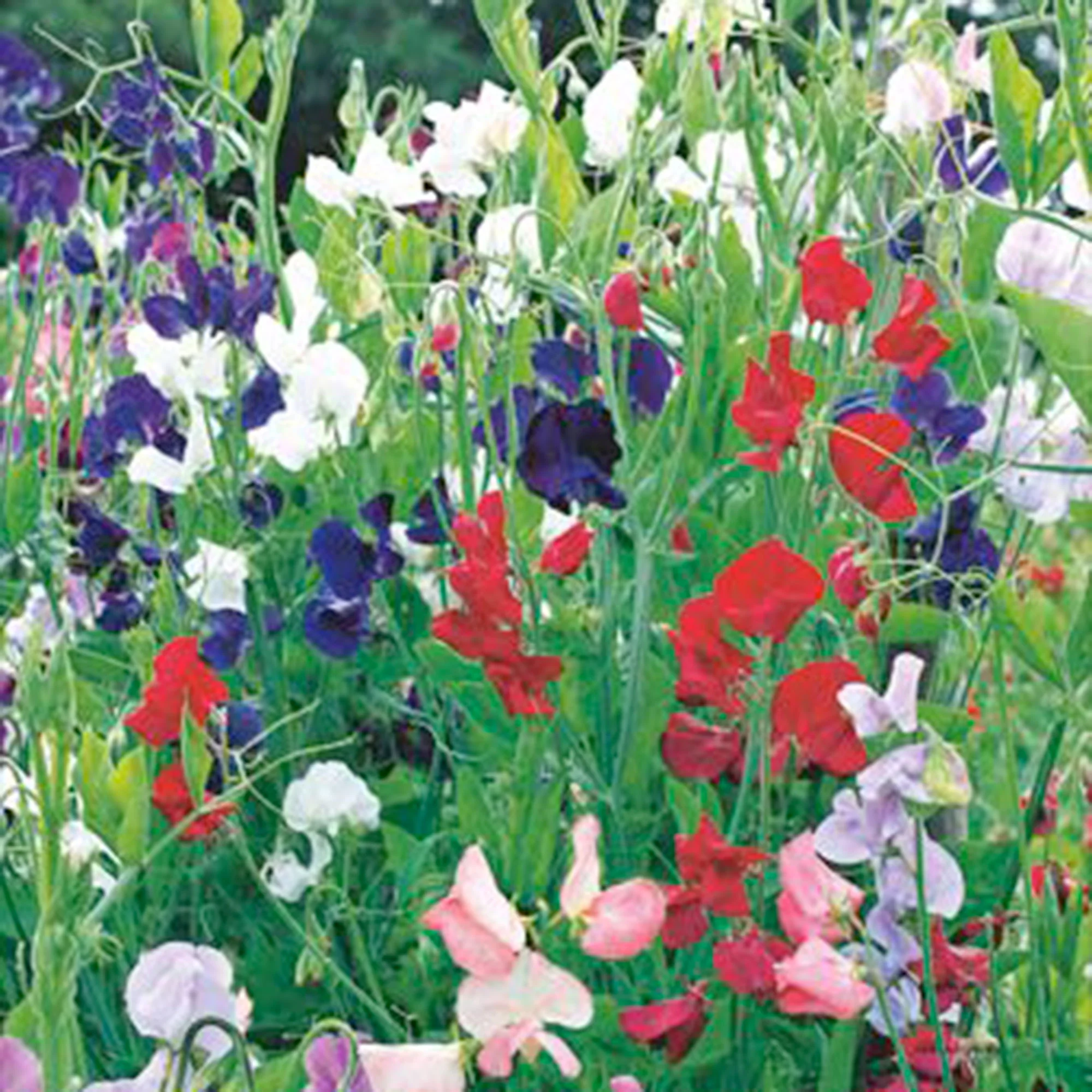 Pois de senteur Lathyrus 'Spencer' - Biologique rouge-violet-blanc 2 m² - Semences de légumes - Image 5