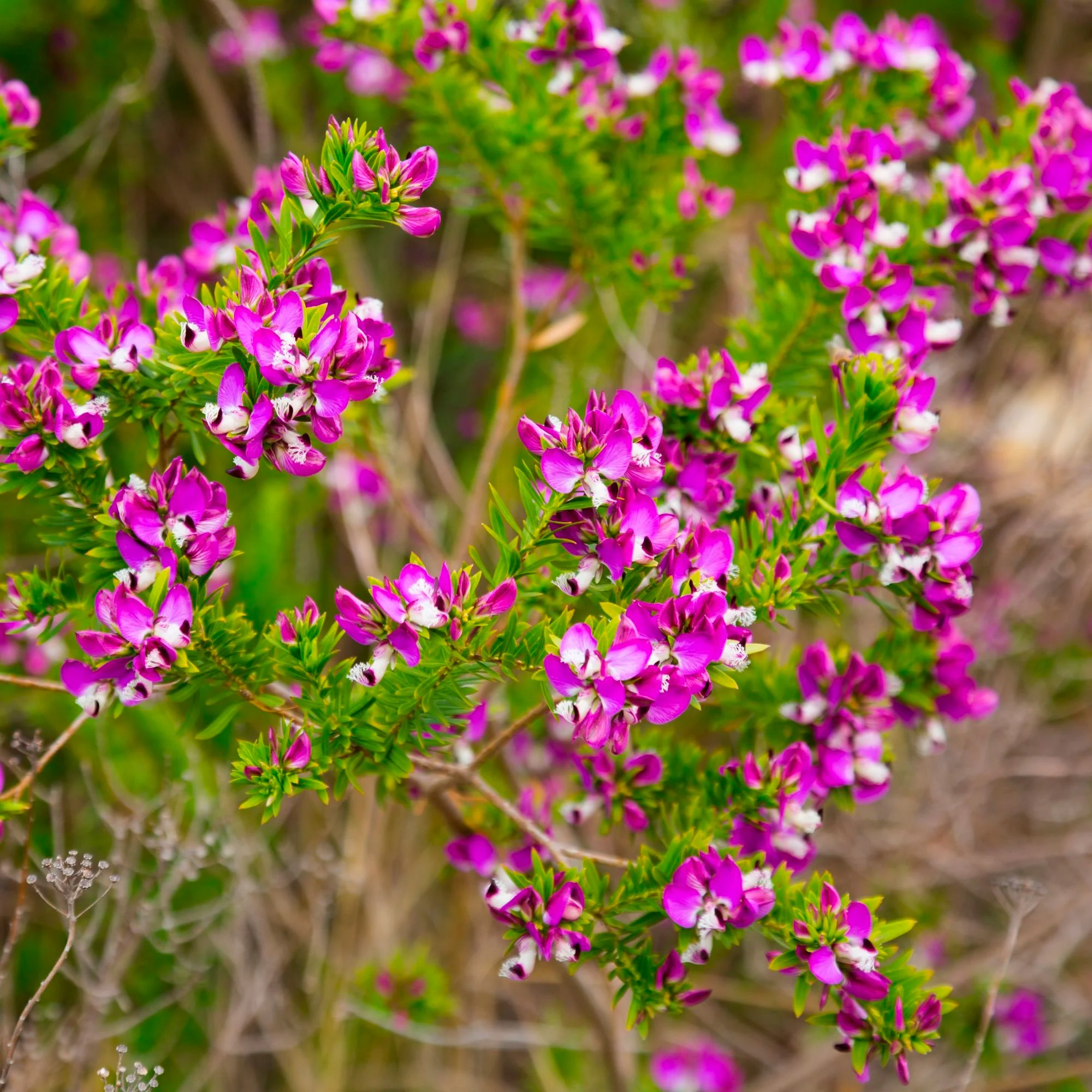 Polygala  myrtifolia Violet-Jaune - Image 2