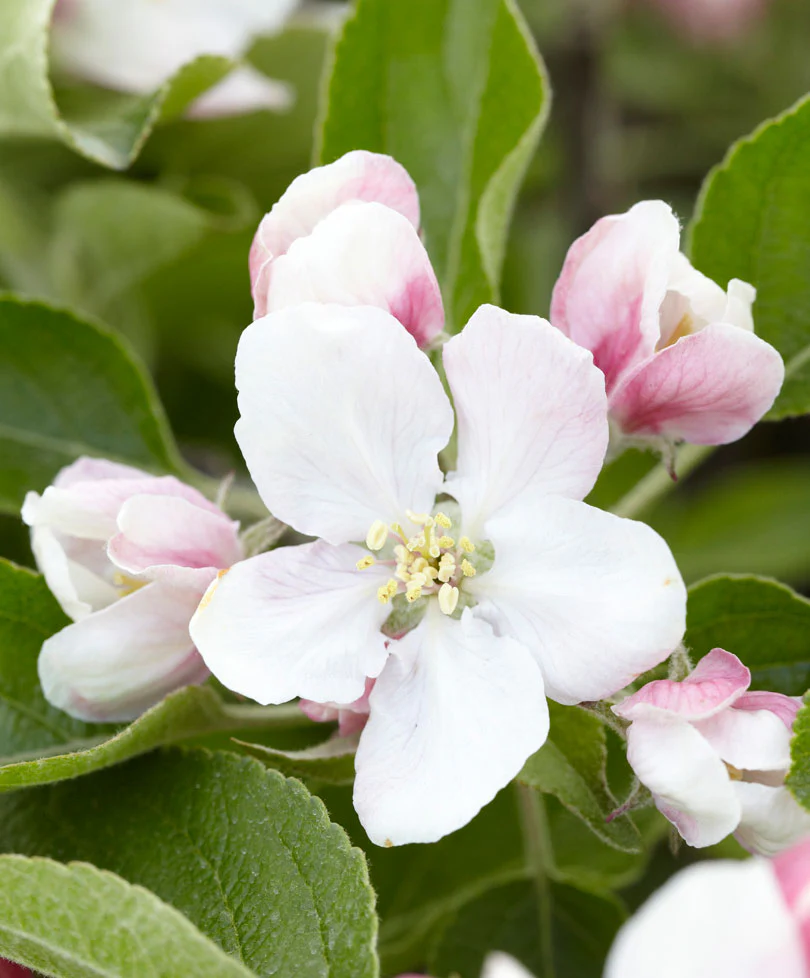 Pommier Malus 'Elstar' Blanc-Rouge - Bio - Image 4