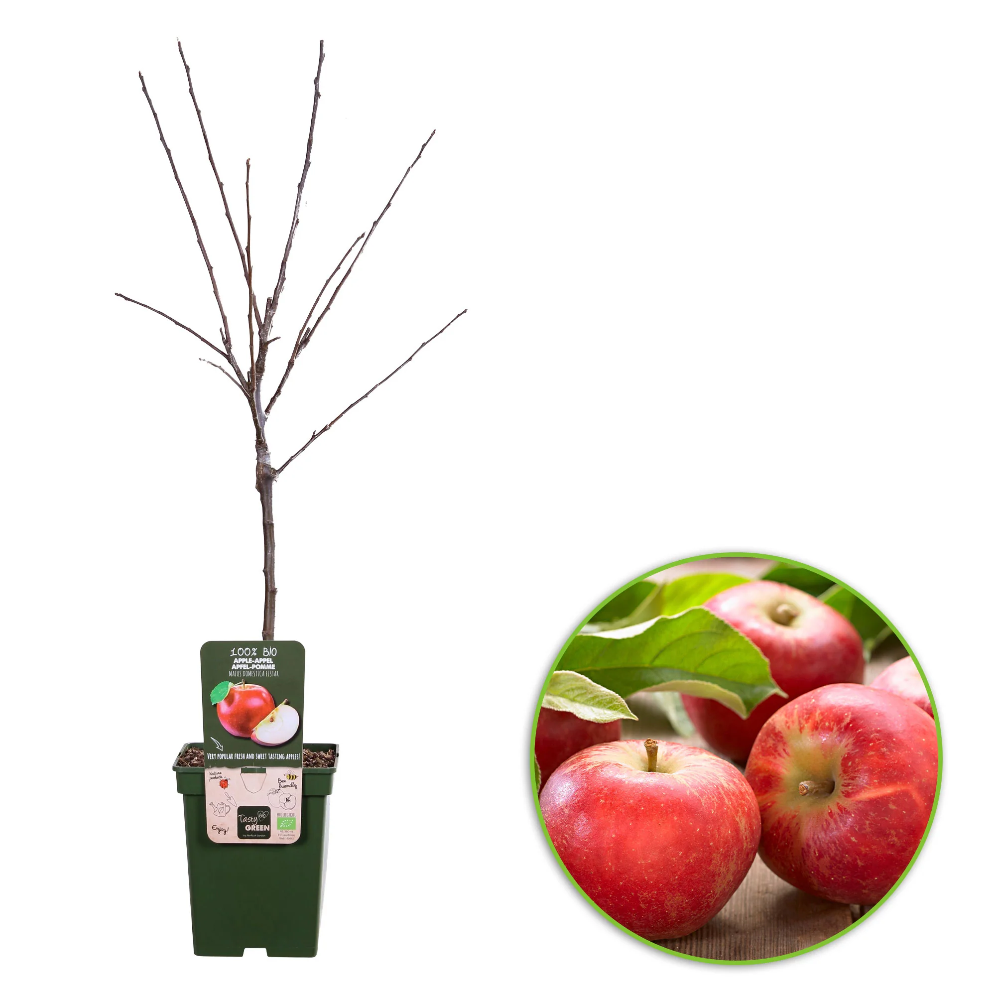 Pommier Malus 'Elstar' Blanc-Rouge - Bio - Image 5