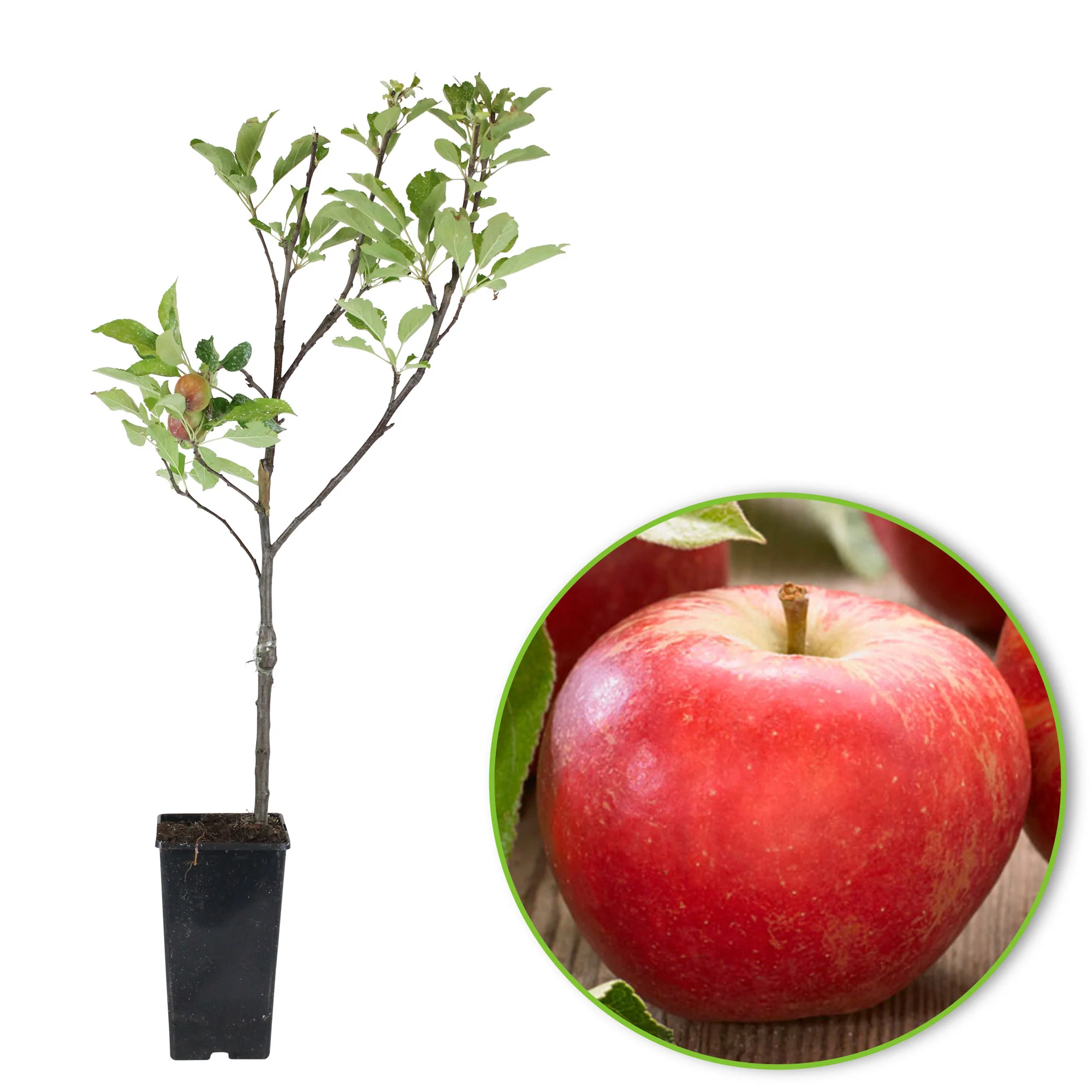 Pommier Malus 'Elstar' Blanc-Rouge - Bio - Image 6
