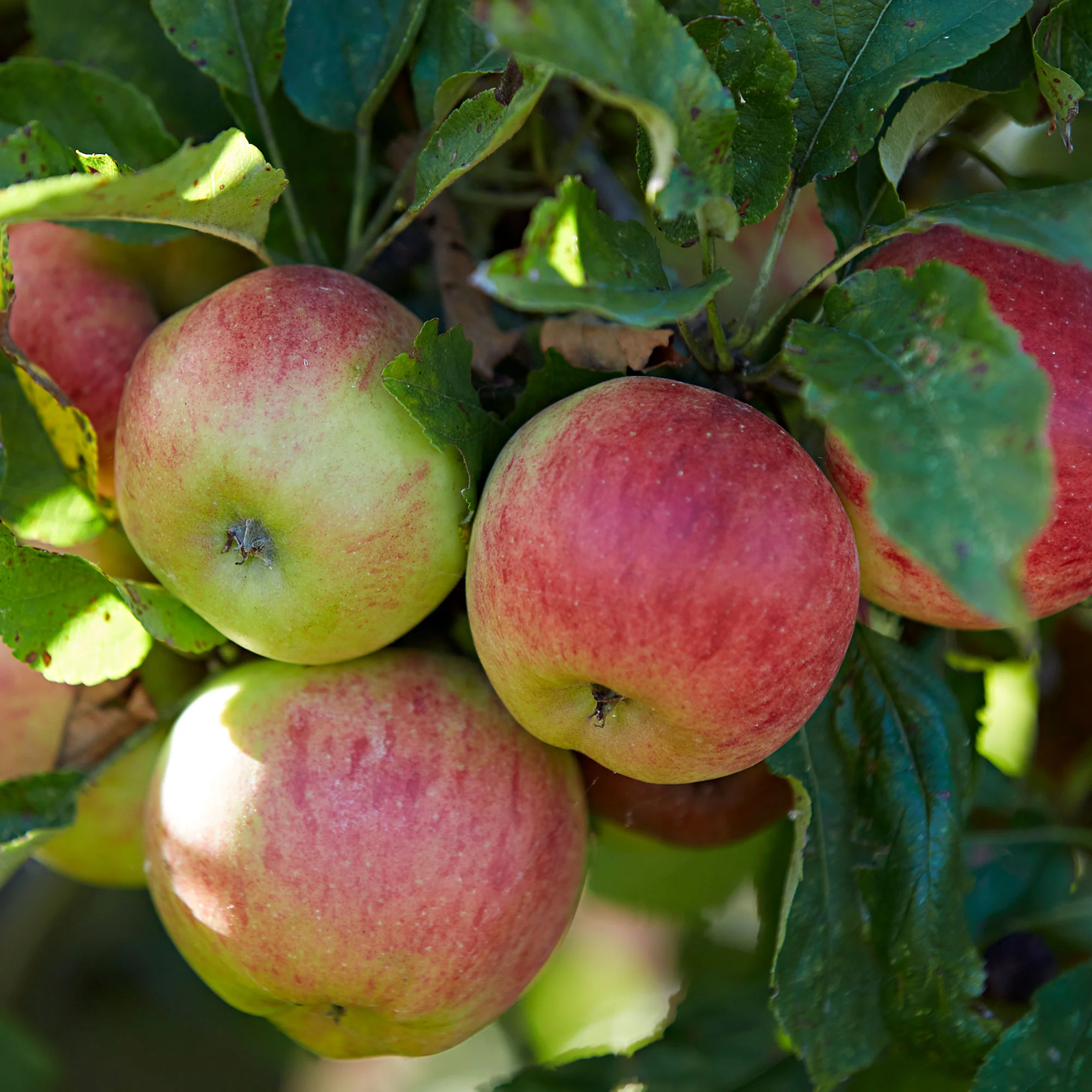 Pommier Malus 'Goudreinette' - Image 3
