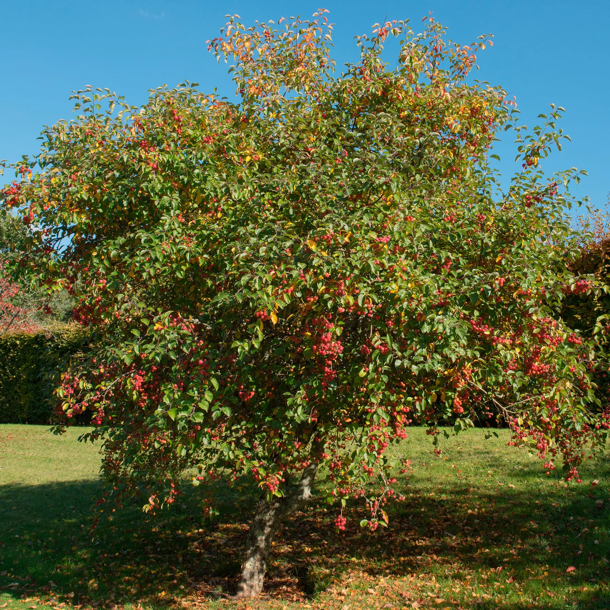 Pommier Malus 'Jonagold'