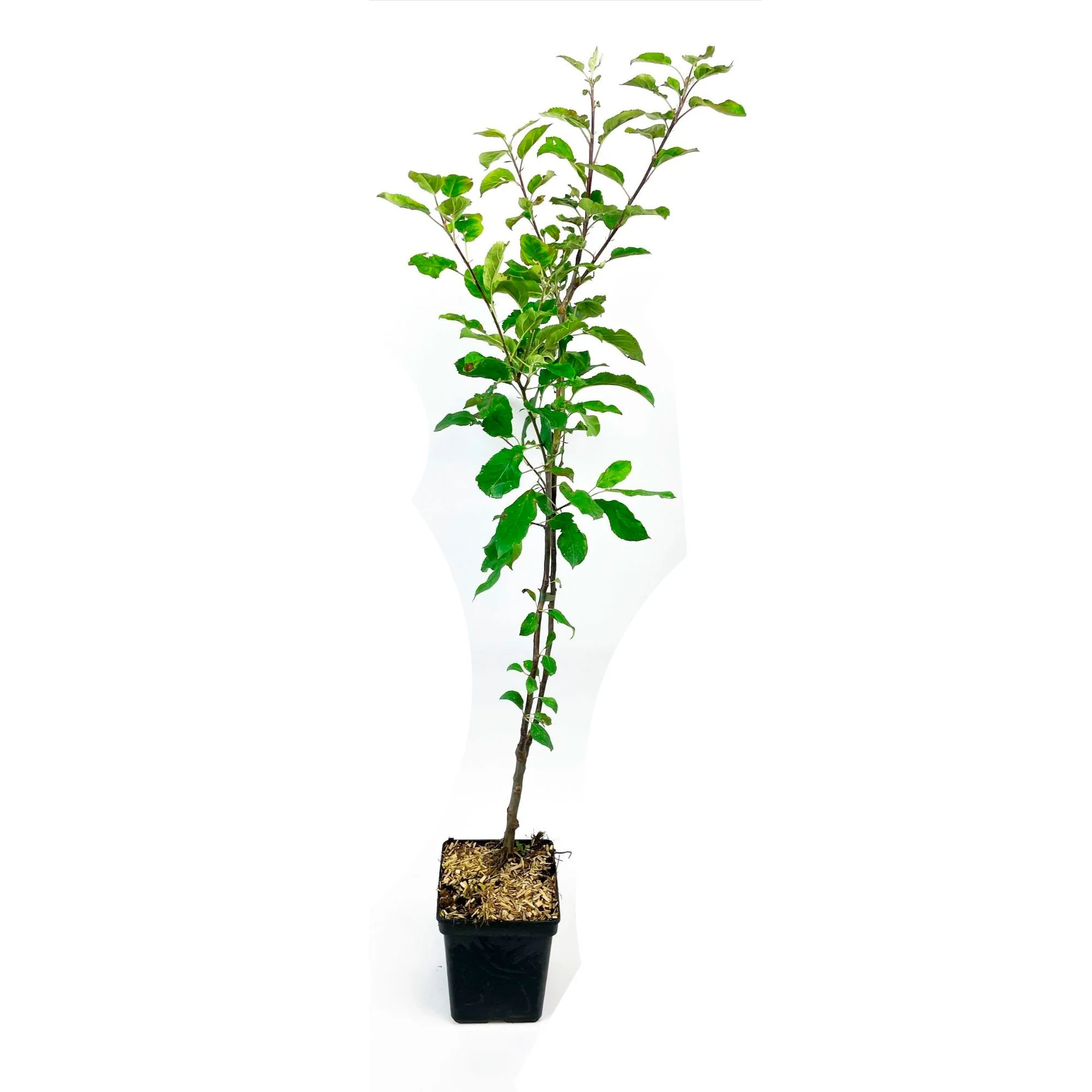 Pommier Malus 'Jonagold' - Image 5
