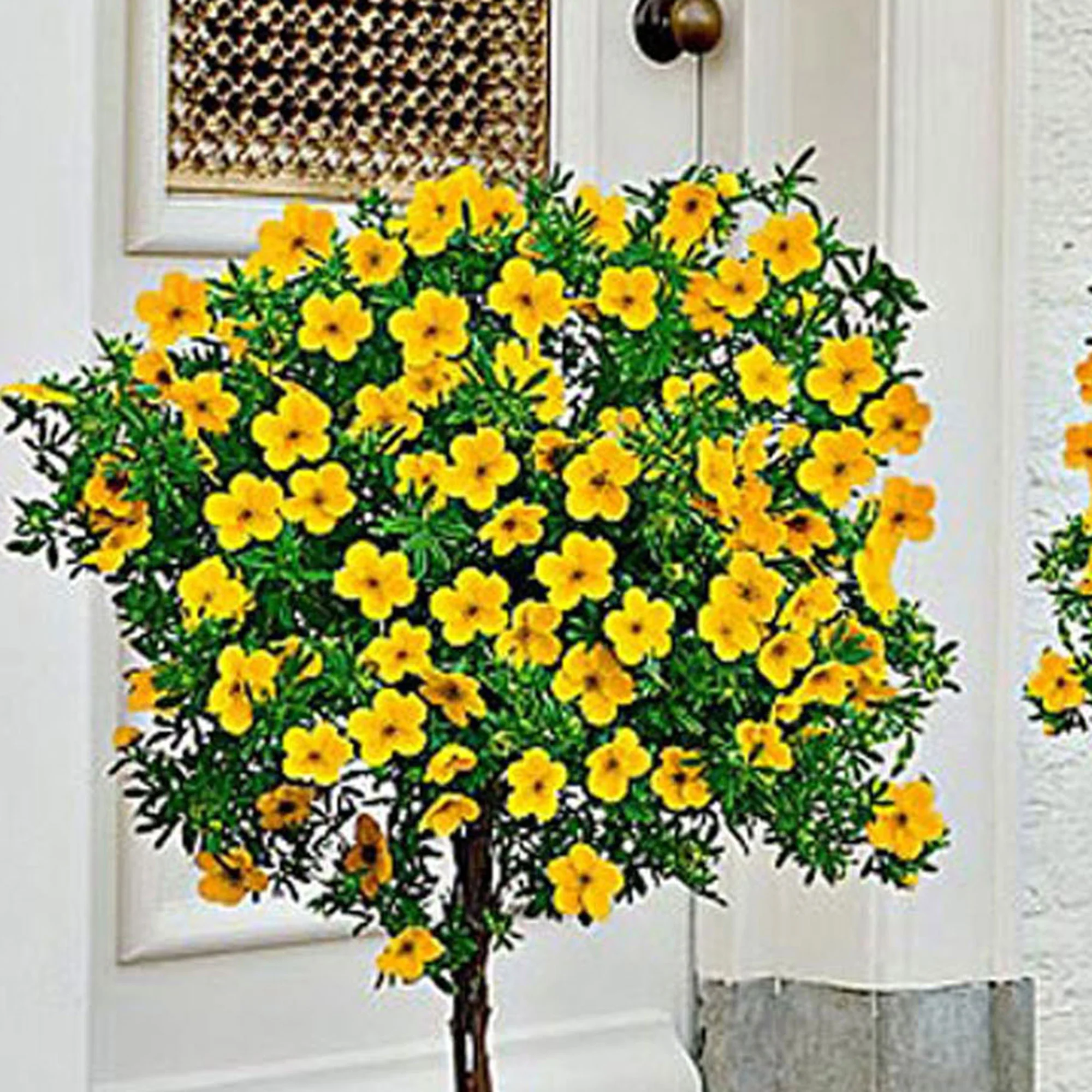 Potentille arbustive Potentilla 'Goldfinger' sur tige jaune - Image 9