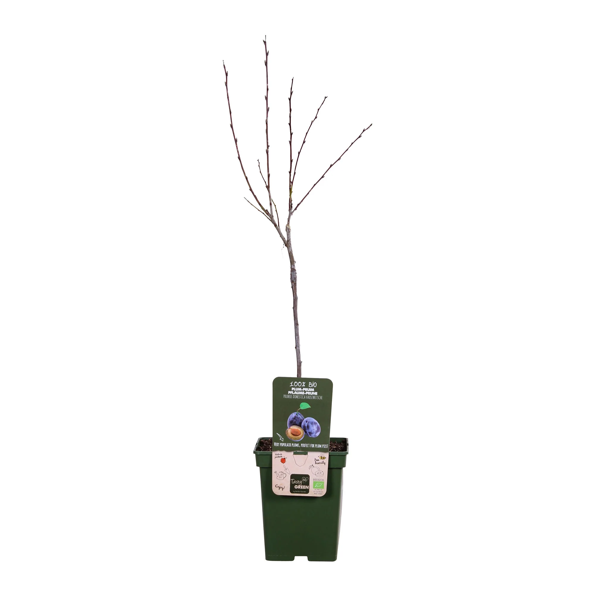 Prunier Prunus domestica 'Hauszwetsche' Blanc-Bleu-Vert - Bio