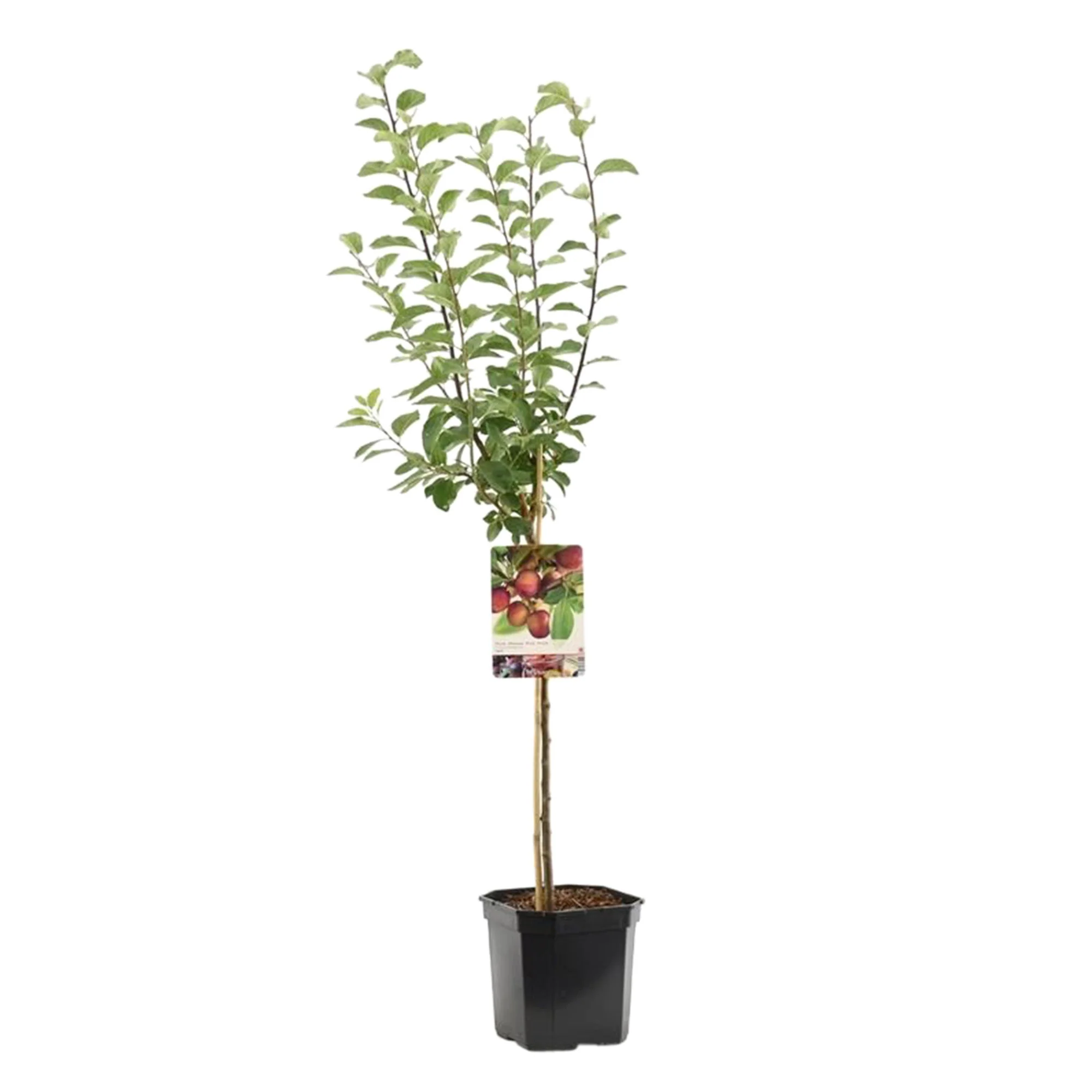 Prunier Prunus domestica 'Opal' Vert-Bleu - Bio - Image 3