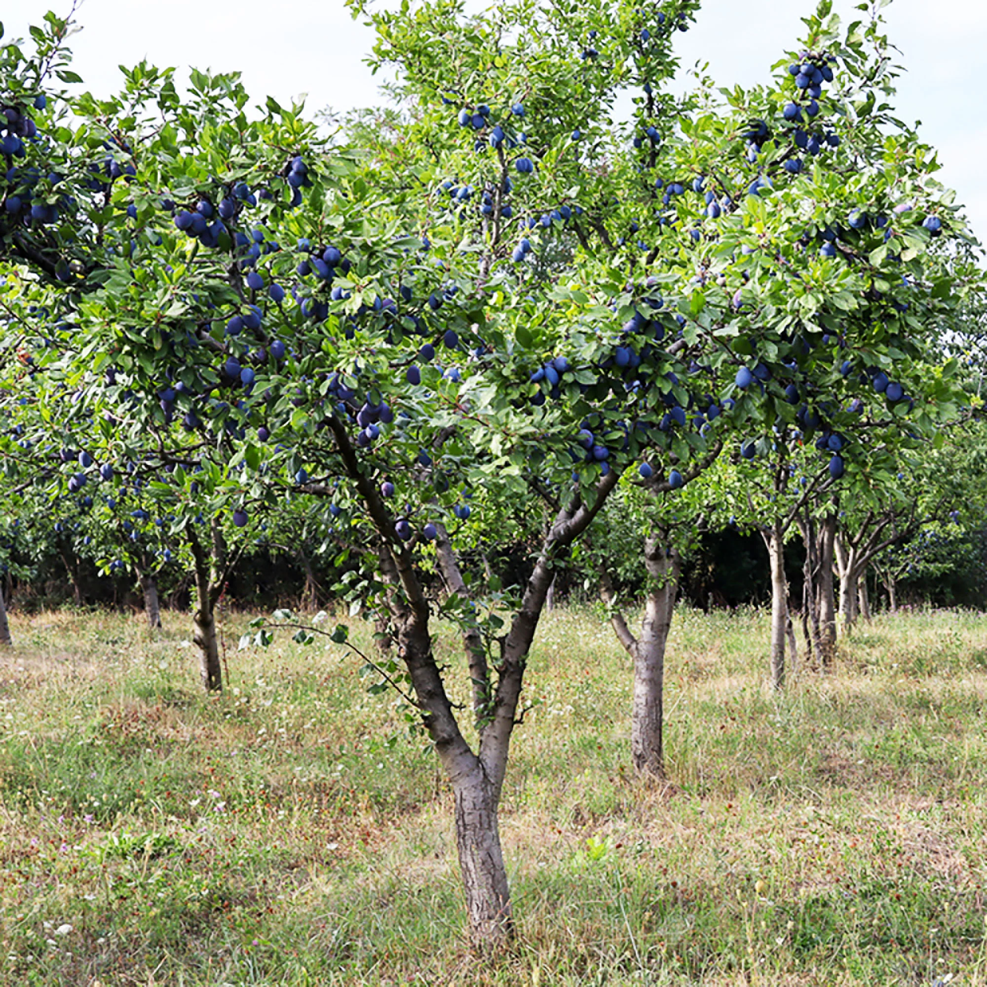 Prunier Prunus 'Valor' Violet
