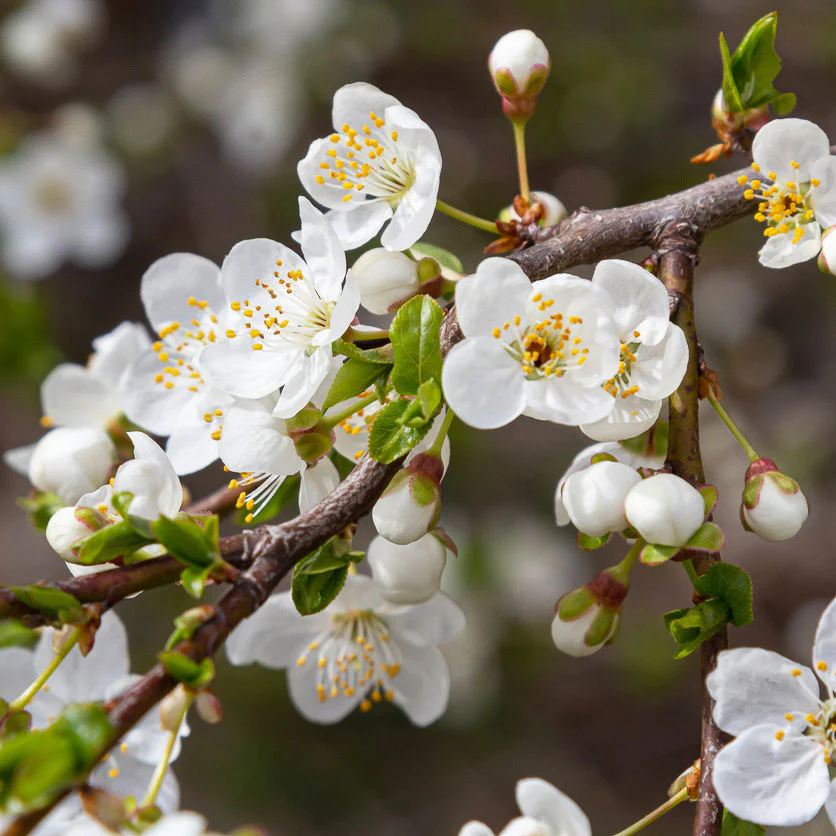 Prunier Prunus 'Valor' Violet - Image 4
