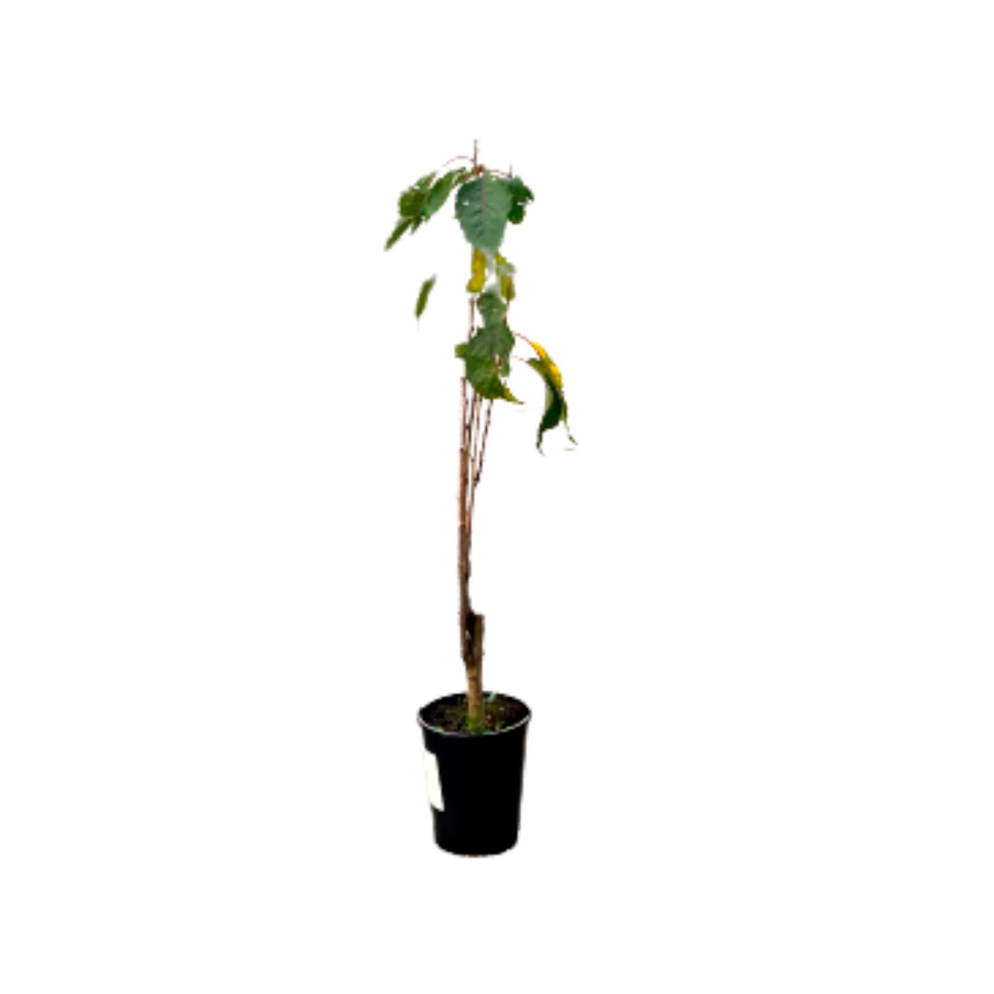 Prunier Prunus 'Valor' Violet - Image 5