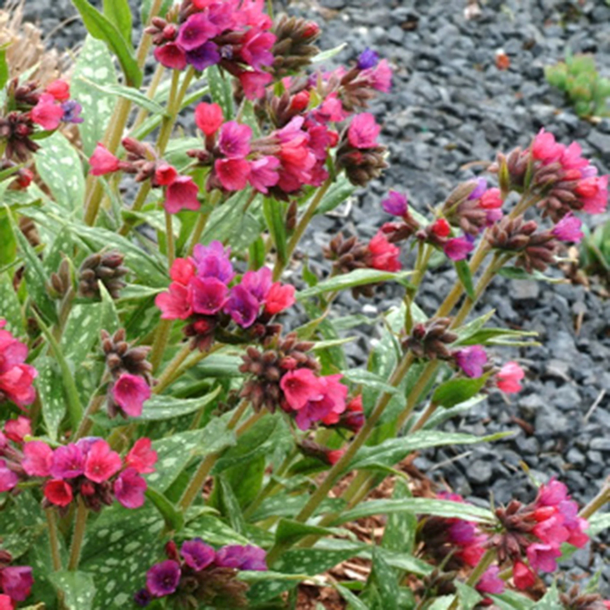 Pulmonaire Pulmonaria 'Raspberry Splash' Rose-Rouge - Bio - Image 2