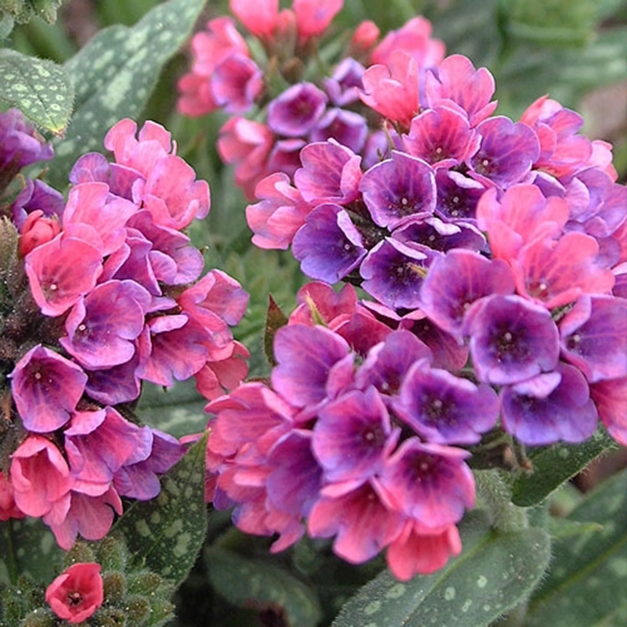 Pulmonaire Pulmonaria 'Raspberry Splash' Rose-Rouge - Bio - Image 3