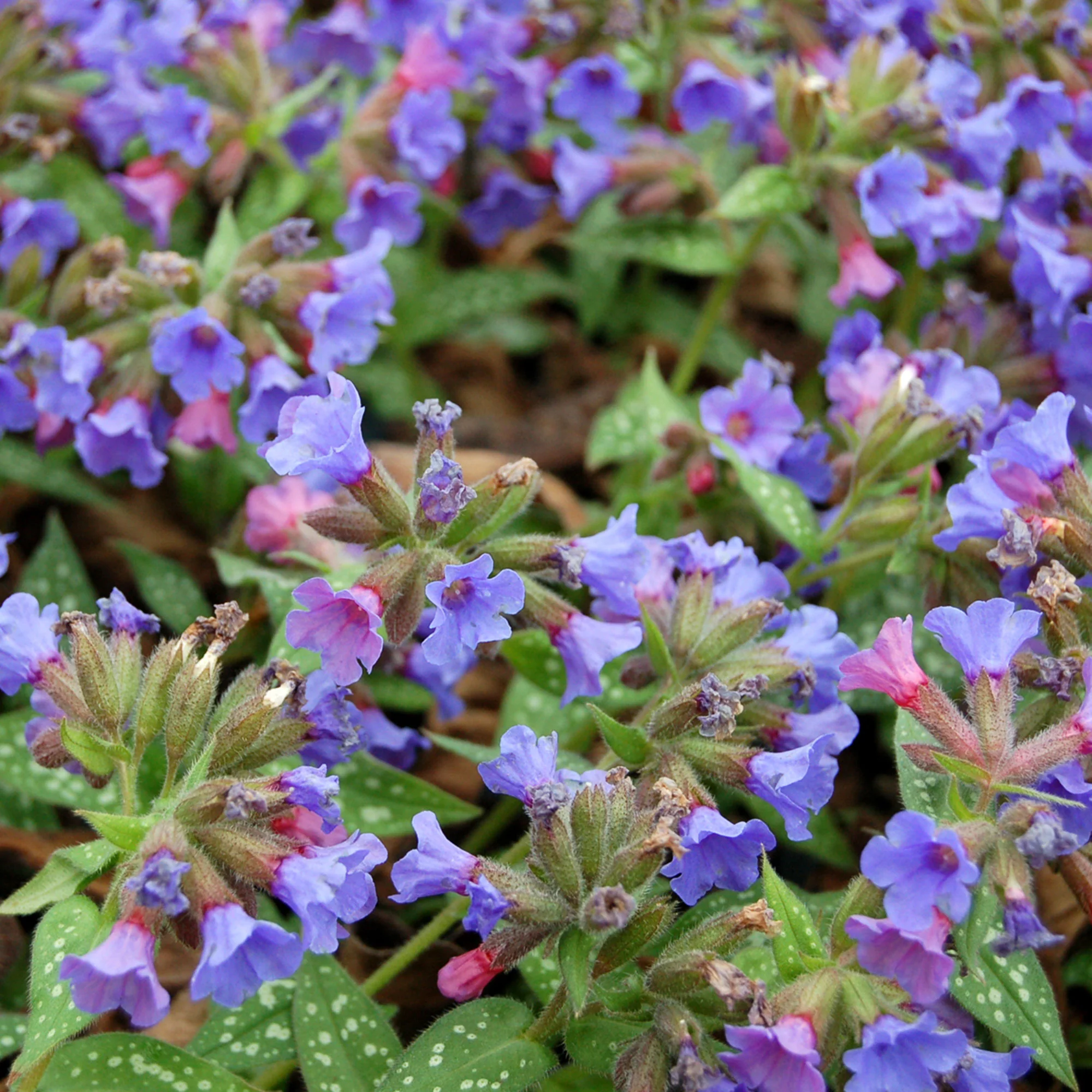 Pulmonaire Pulmonaria 'Trevi Fountain' Violet - Bio - Image 4