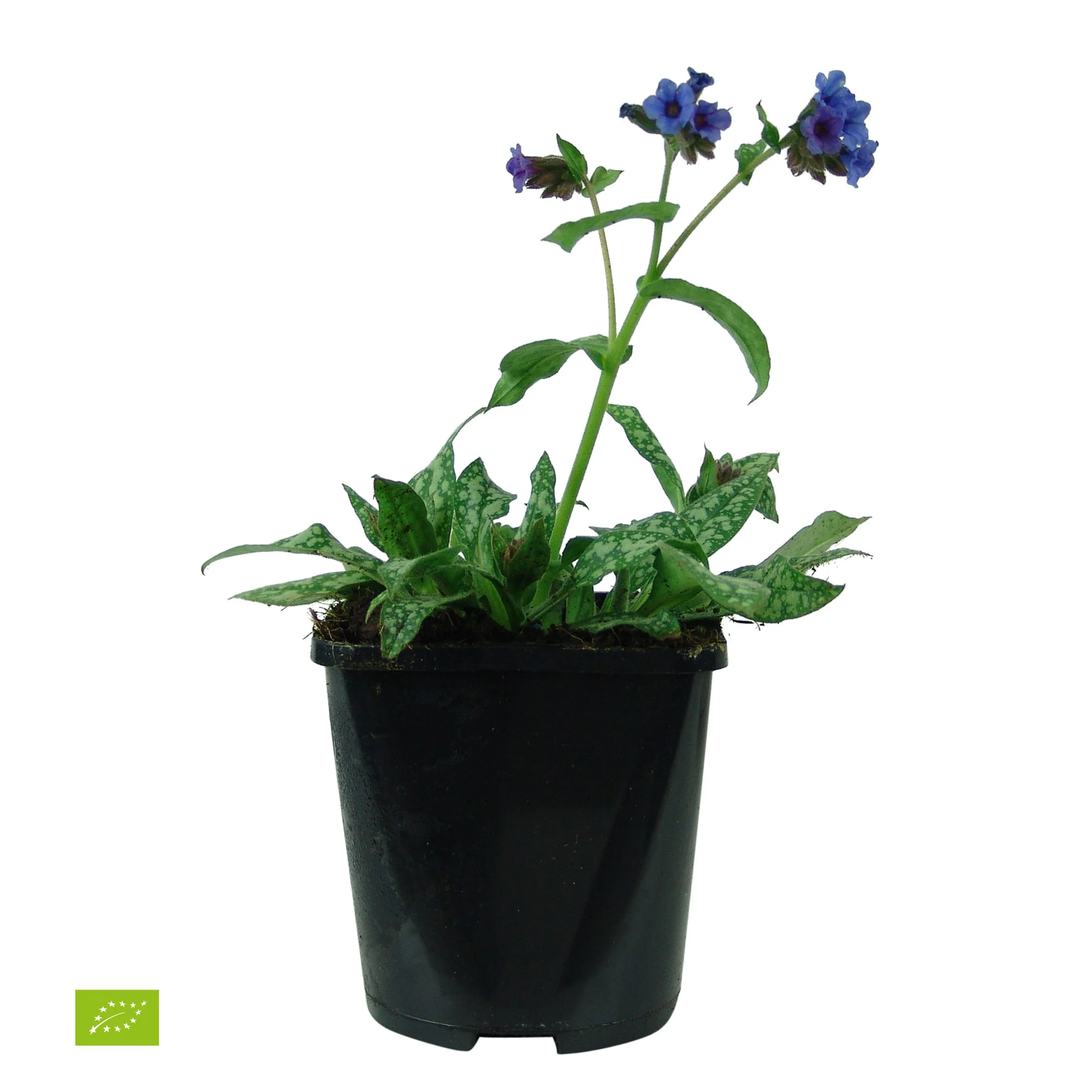 Pulmonaire Pulmonaria 'Trevi Fountain' Violet - Bio - Image 5
