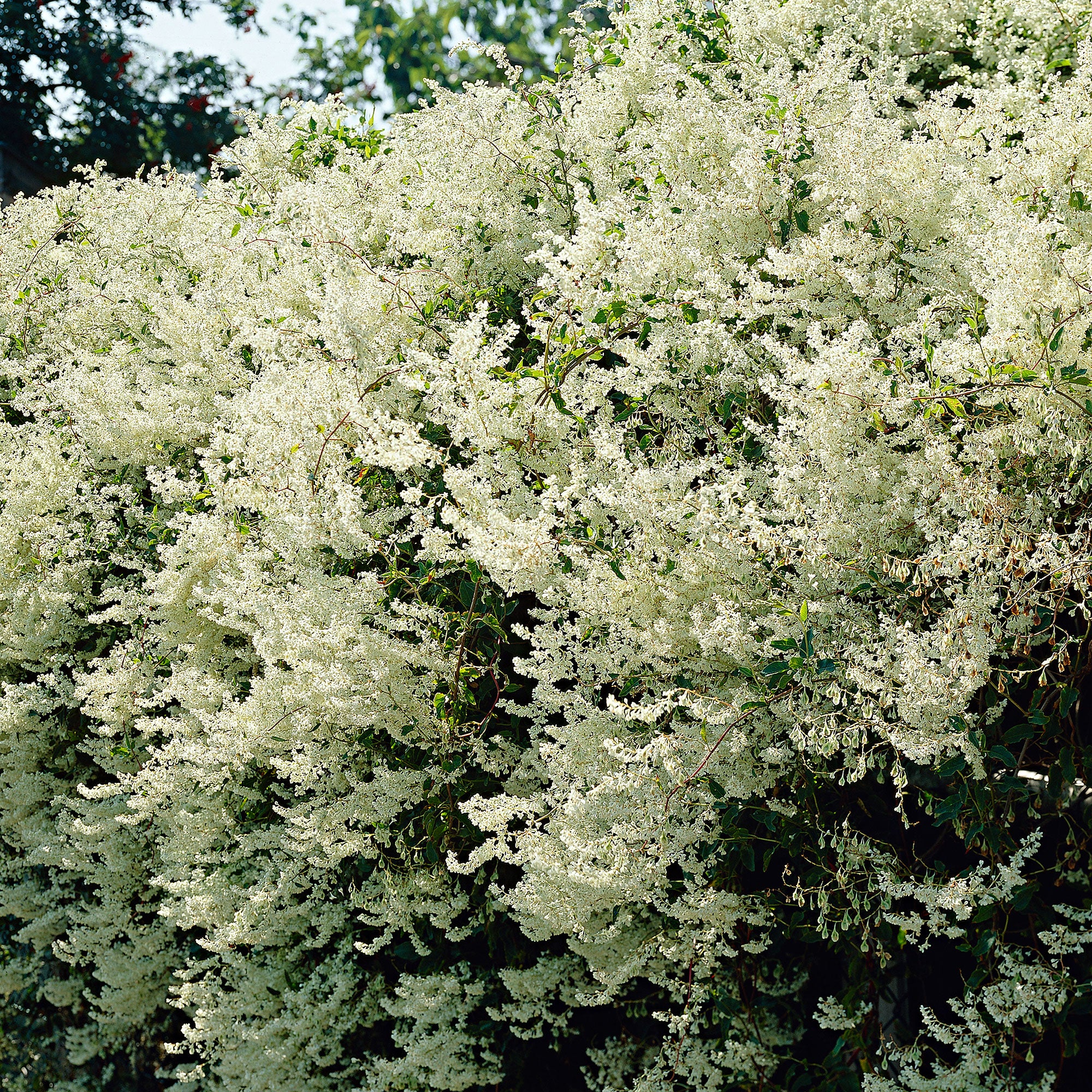Renouée Fallopia aubertii Blanc