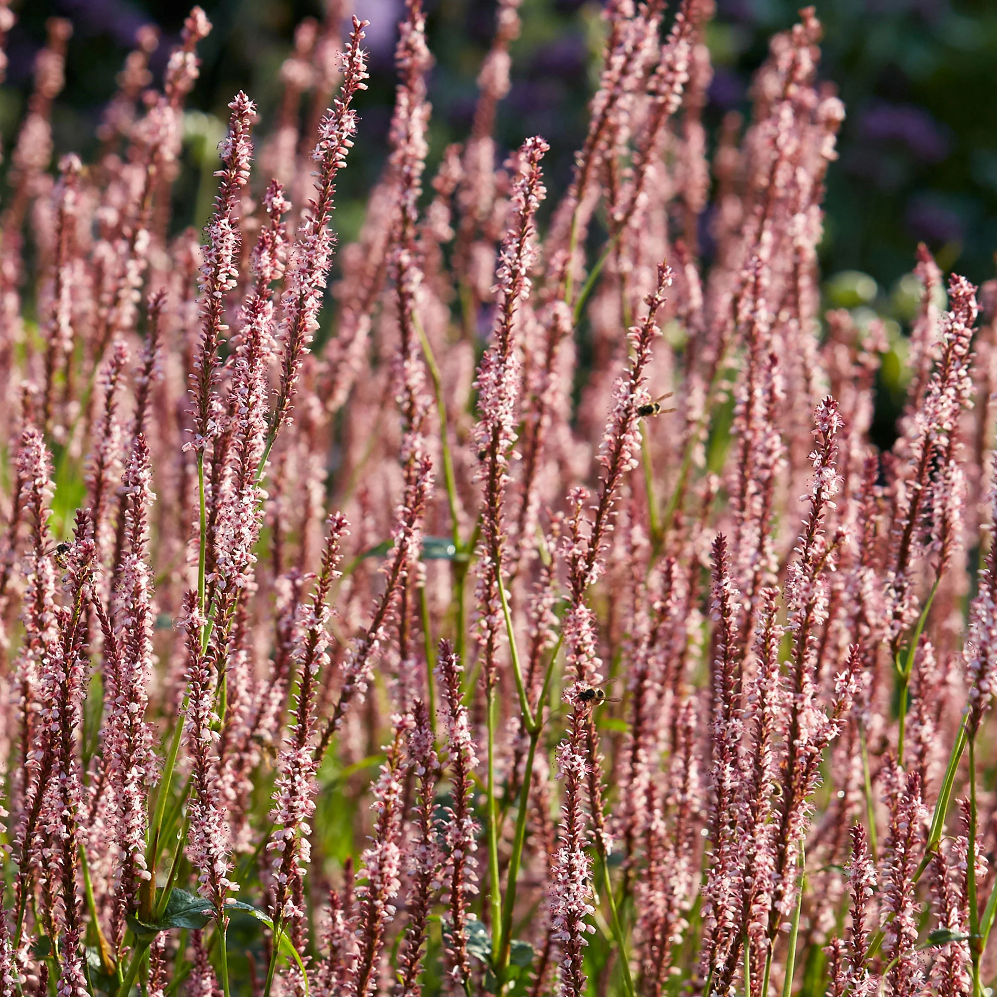 Renouée Persicaria vacciniifolia - Biologique rose - Image 2