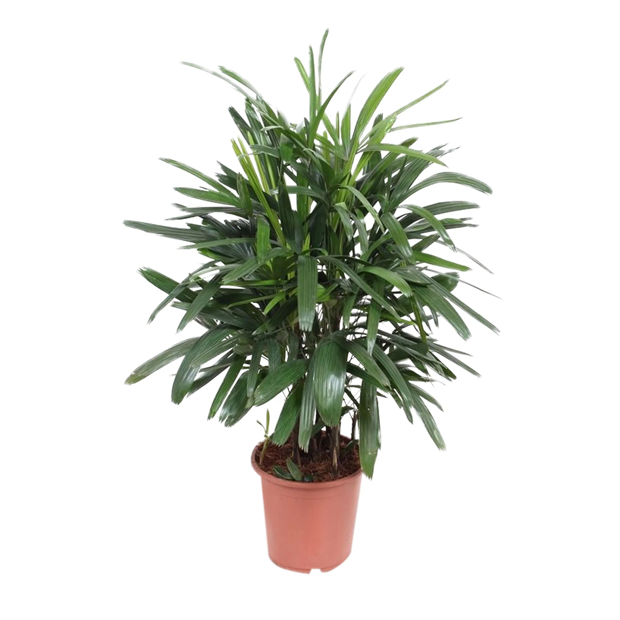 Rhapis excelsa - Image 3