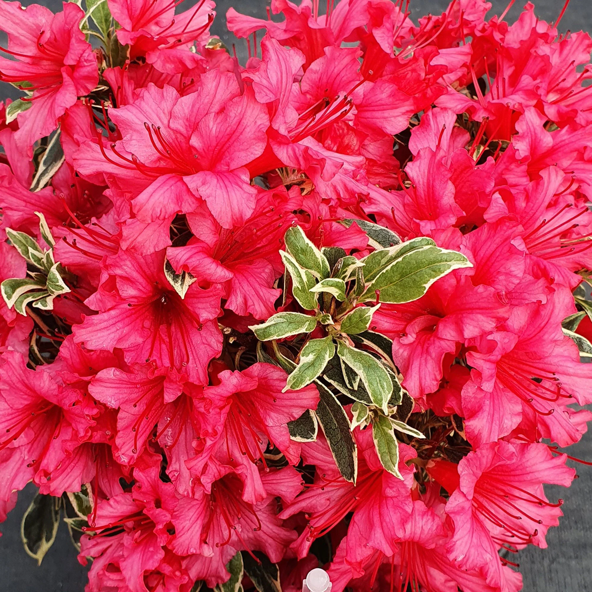 Rhododendron 'Bollywood' rose - Image 3