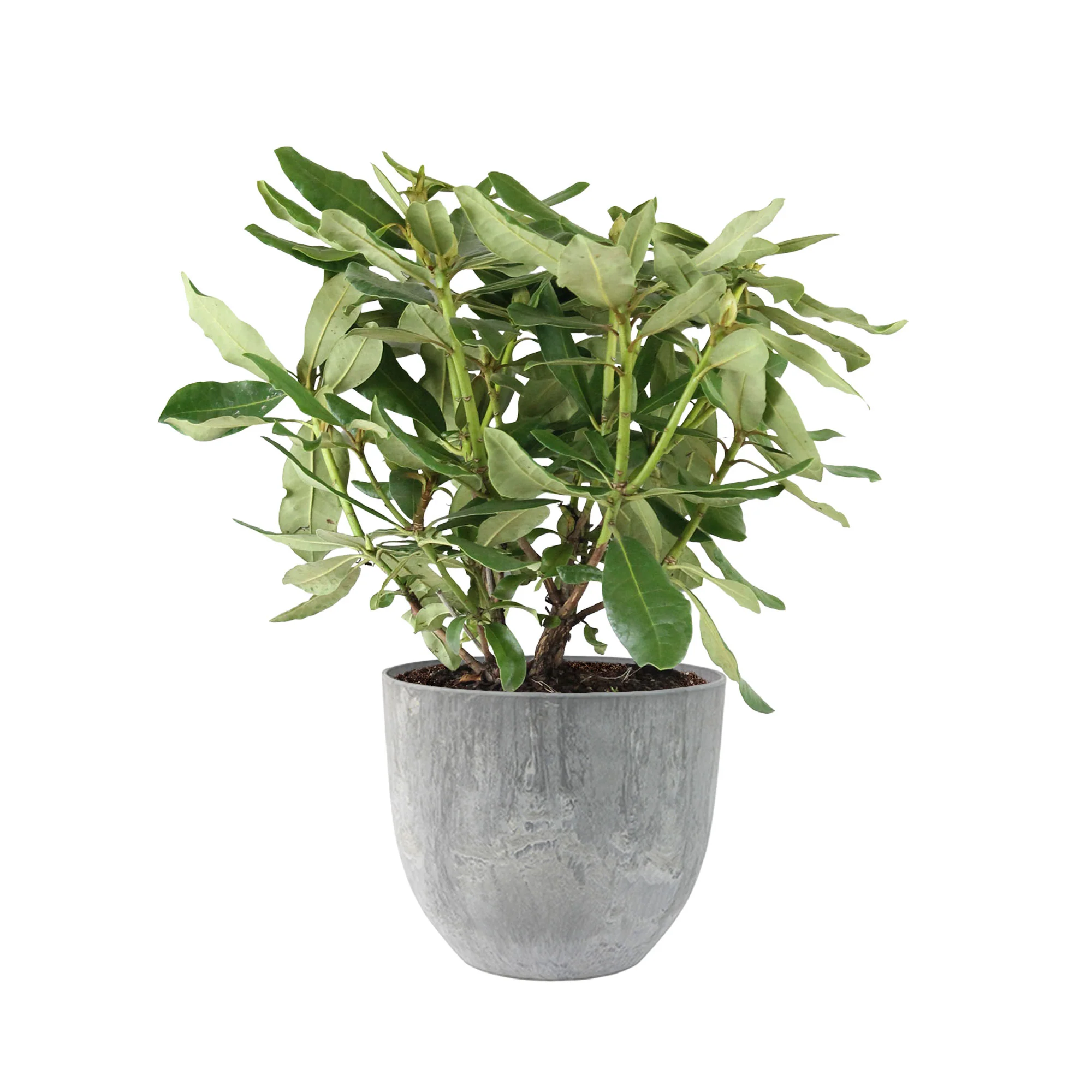 Rhododendron 'Cunningham's White' blanc avec cache-pot
