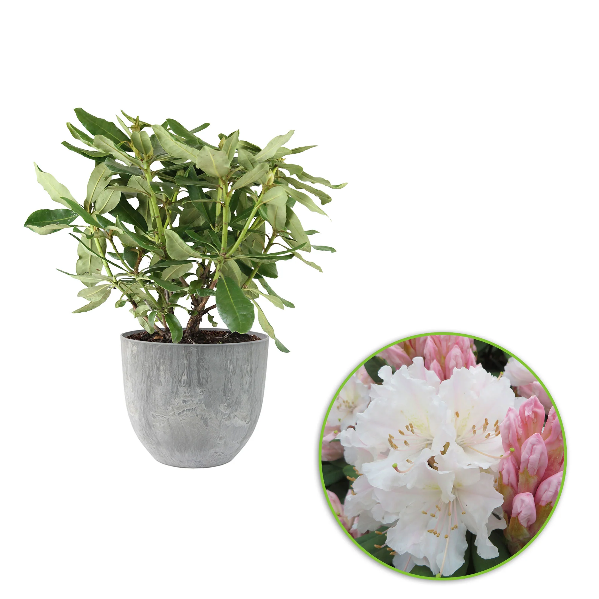 Rhododendron 'Cunningham's White' blanc avec cache-pot - Image 3