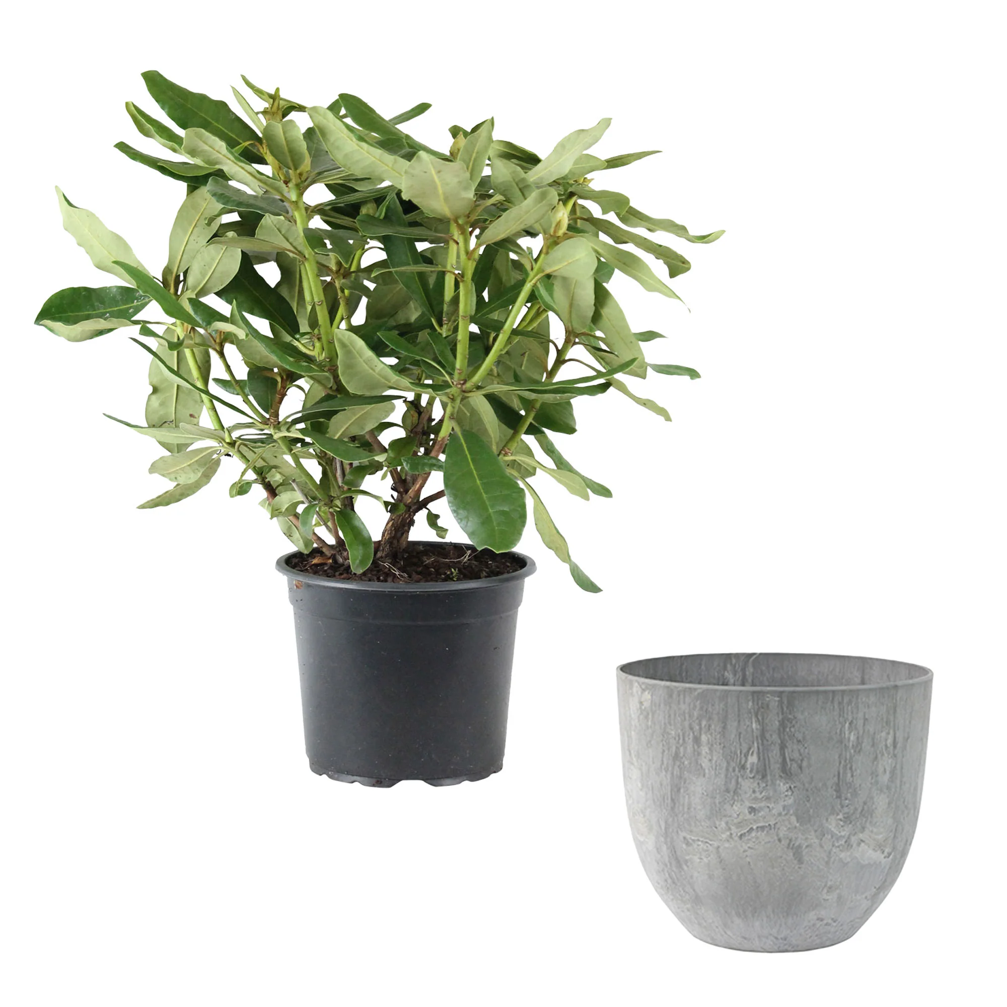 Rhododendron 'Cunningham's White' blanc avec cache-pot - Image 5