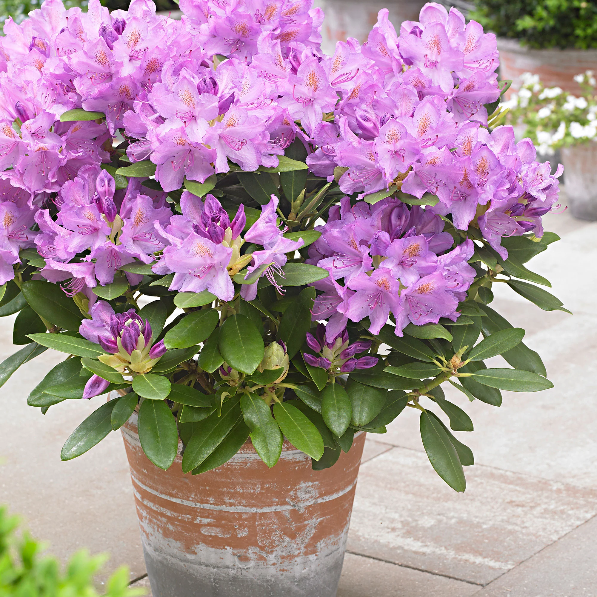 Rhododendron 'Cunningham's White' blanc Rustique - Image 2