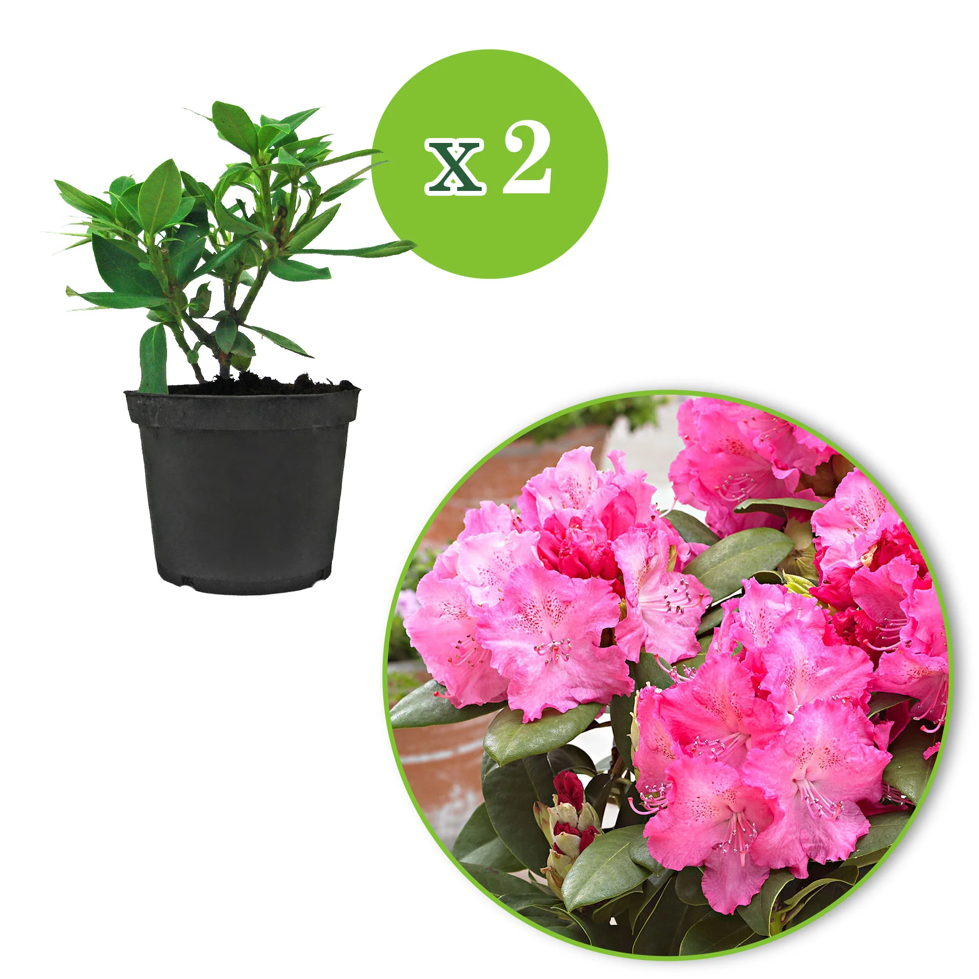 Rhododendron 'Germania' rose - Image 11