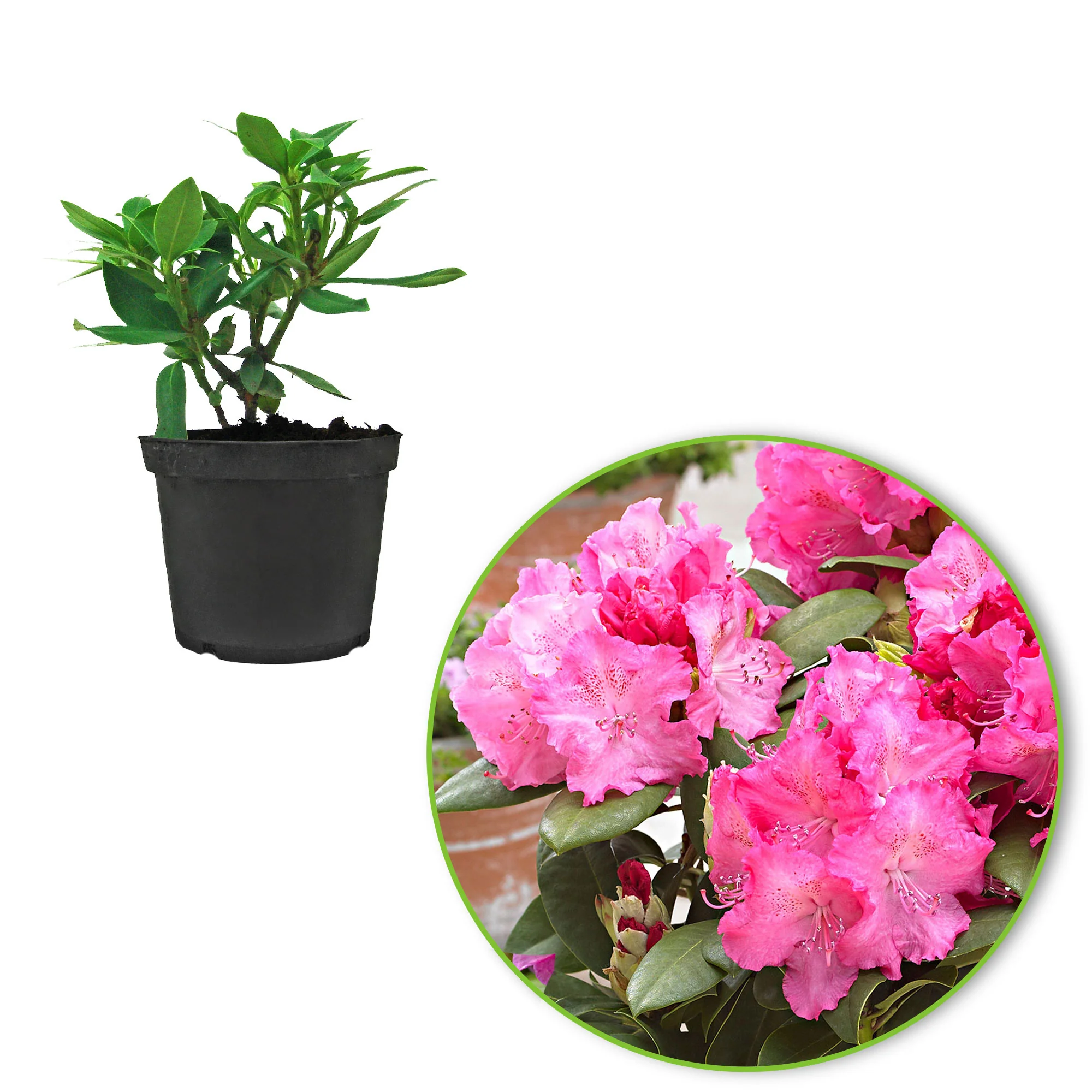 Rhododendron 'Germania' rose - Image 2