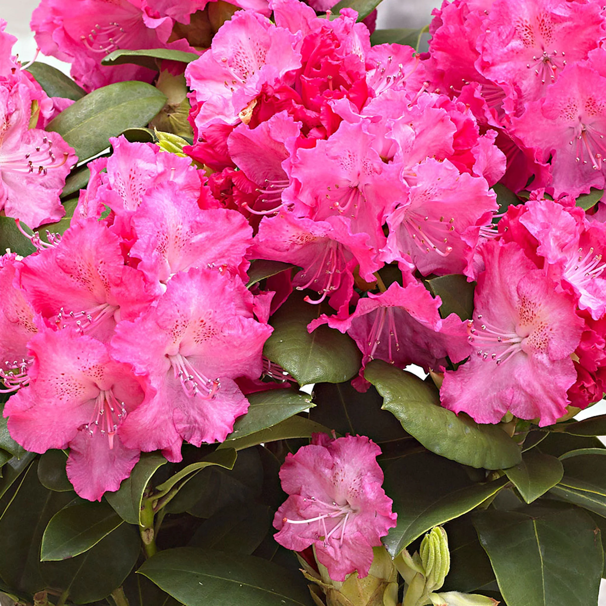 Rhododendron 'Germania' rose - Image 3