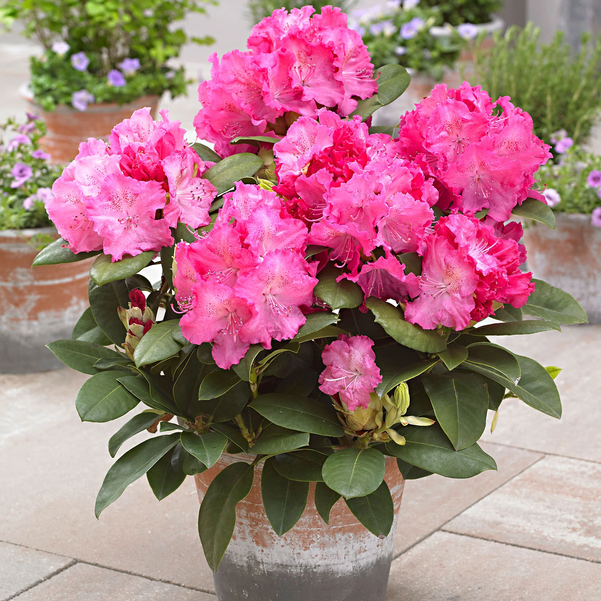 Rhododendron 'Germania' rose - Image 7