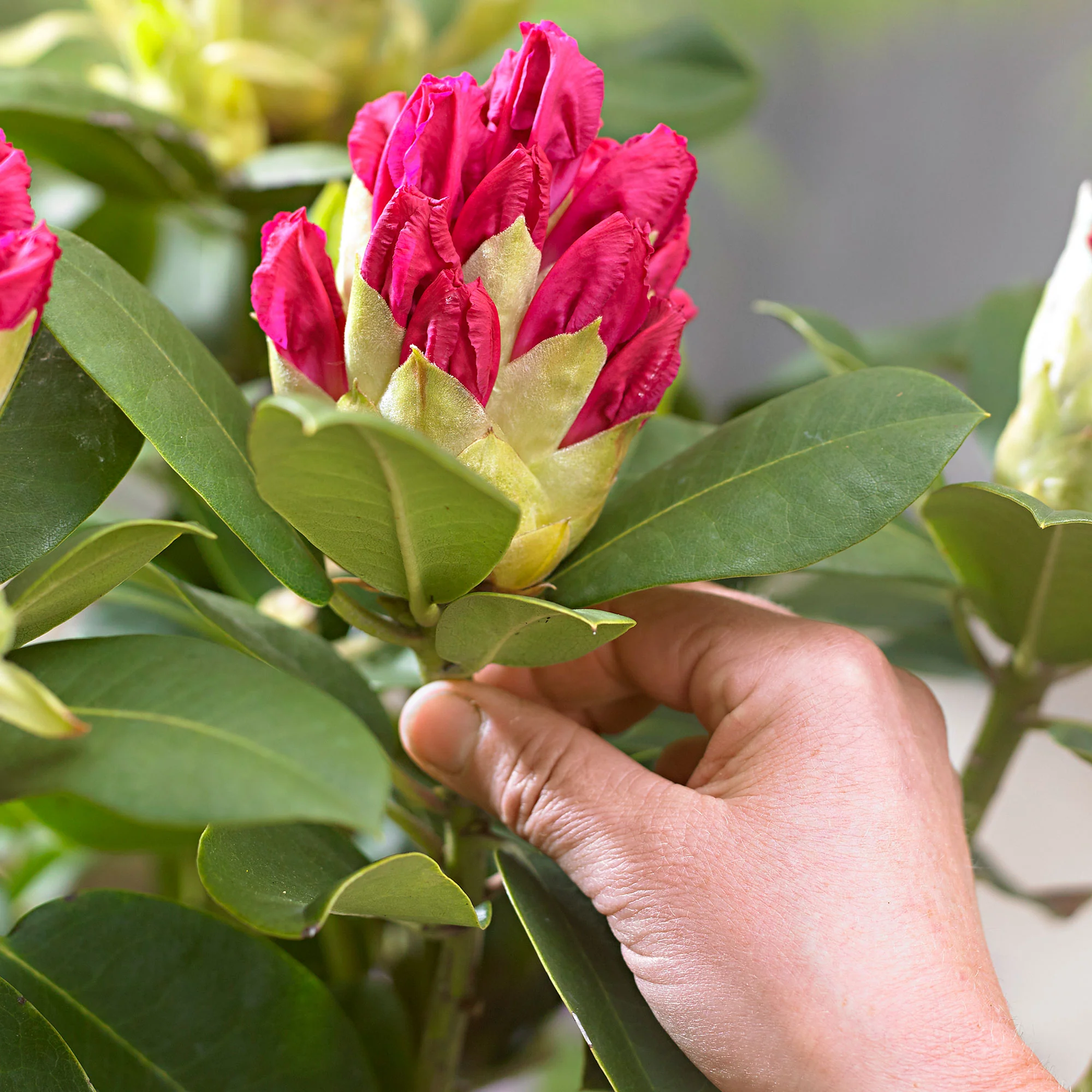 Rhododendron 'Germania' rose - Image 9