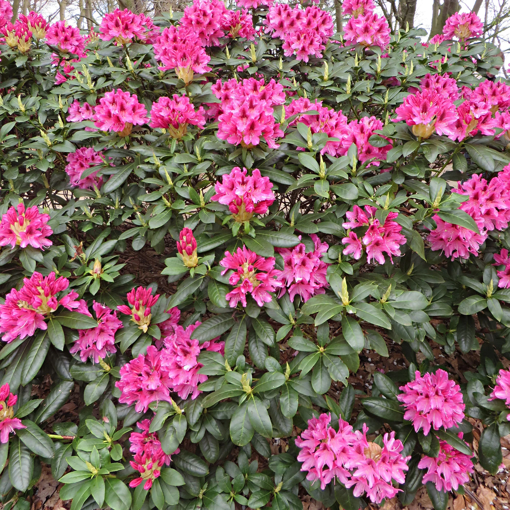 Rhododendron 'Nova Zembla' rose - Image 7