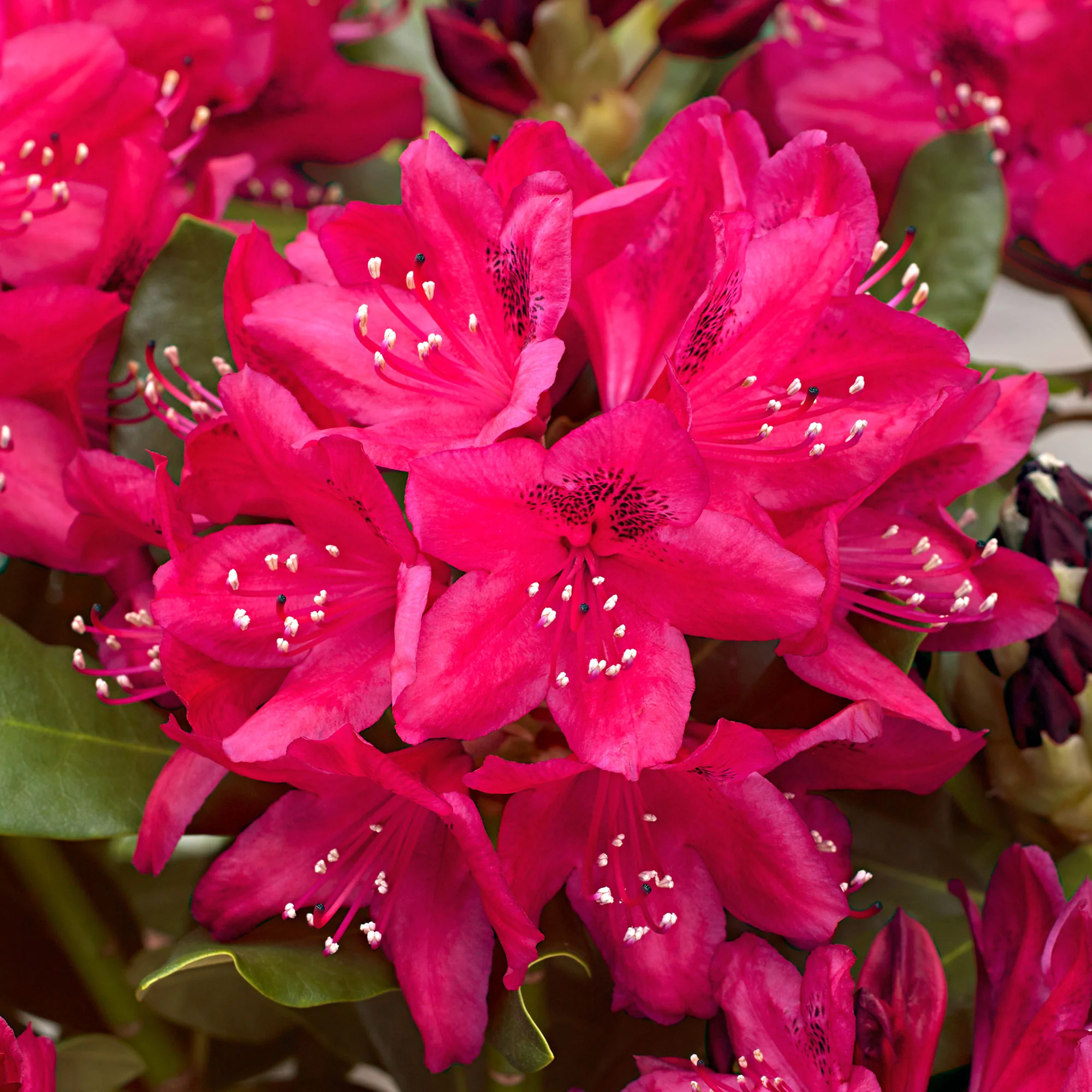 Rhododendron 'Nova Zembla' rose - Image 9