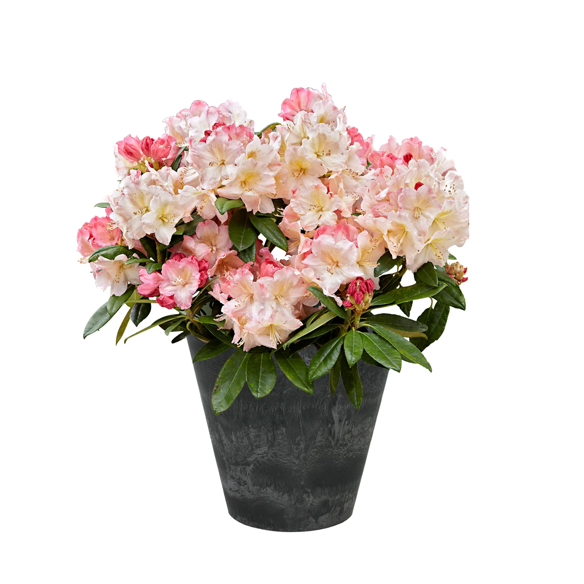 Rhododendron 'Percy Wiseman' avec cache-pot Rose-Jaune-Blanc