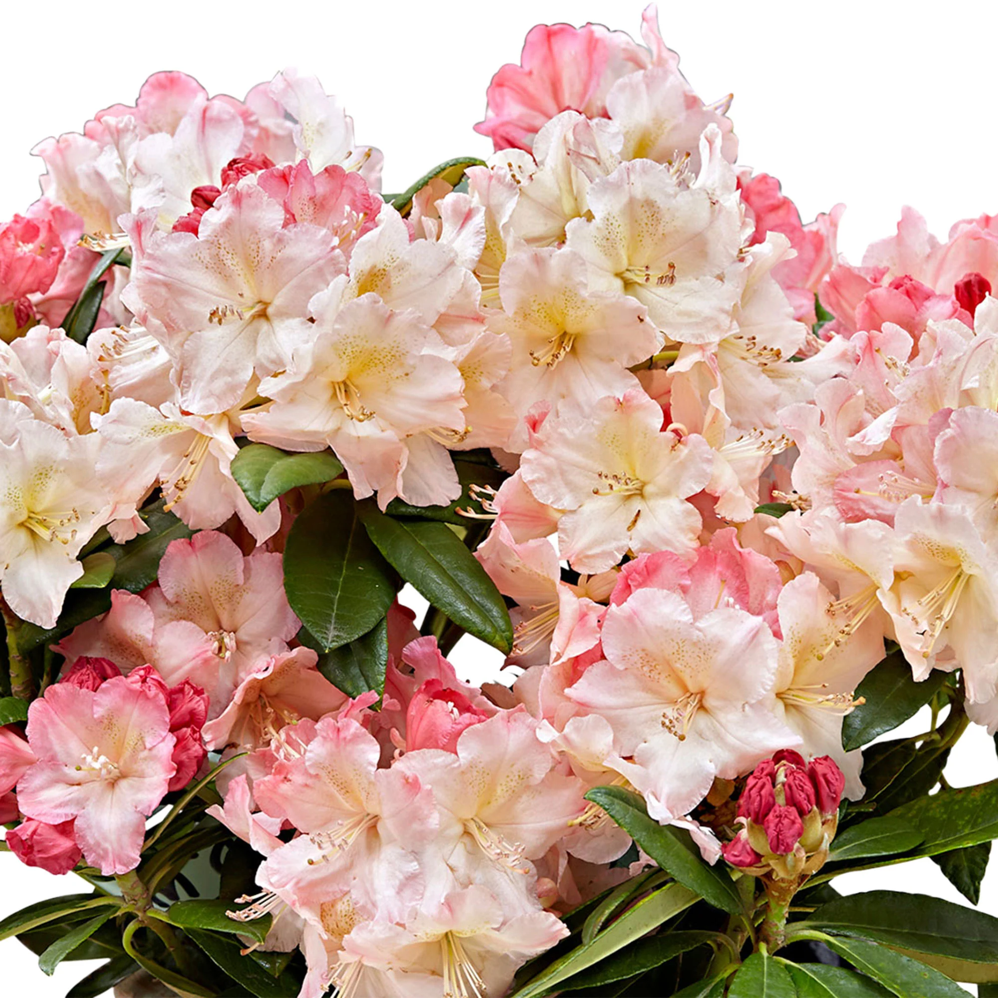 Rhododendron 'Percy Wiseman' avec cache-pot Rose-Jaune-Blanc - Image 3