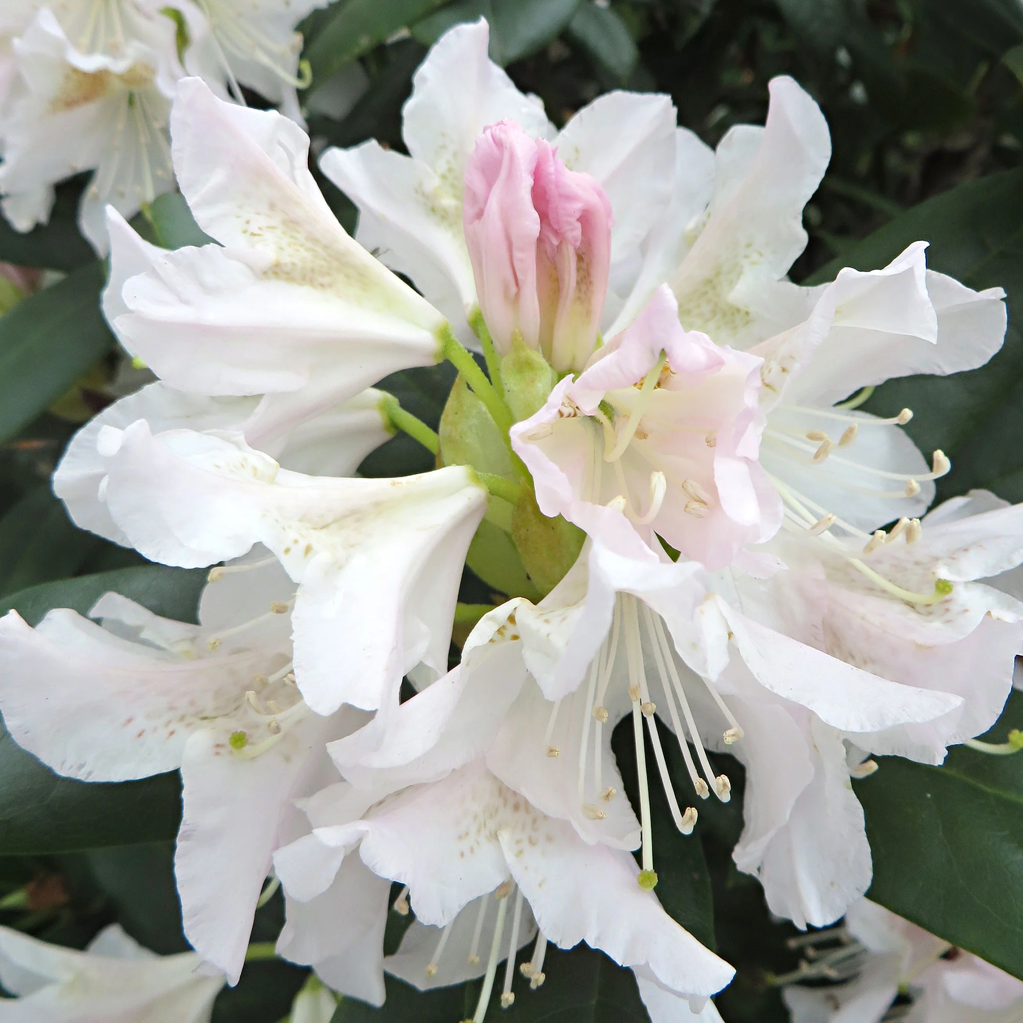 Rhododendron 'Percy Wiseman' rose 'Percy Wiseman' rosejauneblanc  Rustique - Image 10