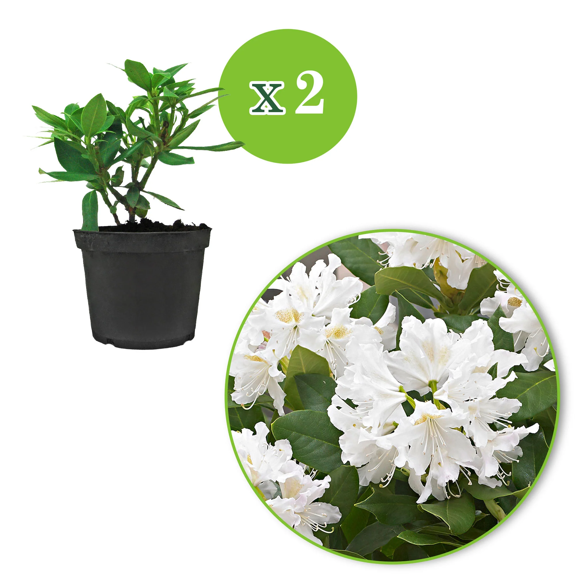 Rhododendron 'Percy Wiseman' rose 'Percy Wiseman' rosejauneblanc  Rustique - Image 2