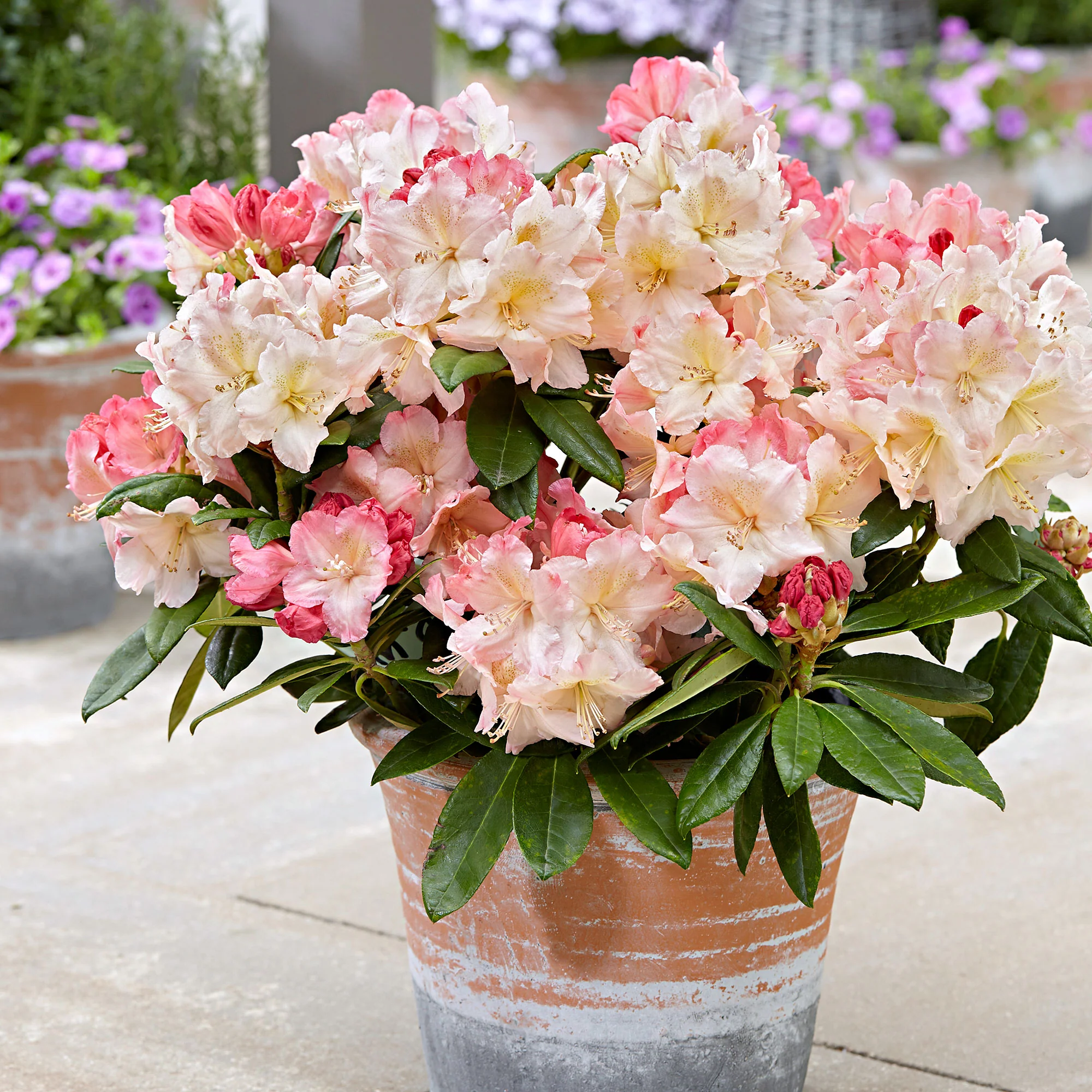 Rhododendron 'Percy Wiseman' rose 'Percy Wiseman' rosejauneblanc  Rustique 'Percy Wiseman' Rose-Jaune-Blanc