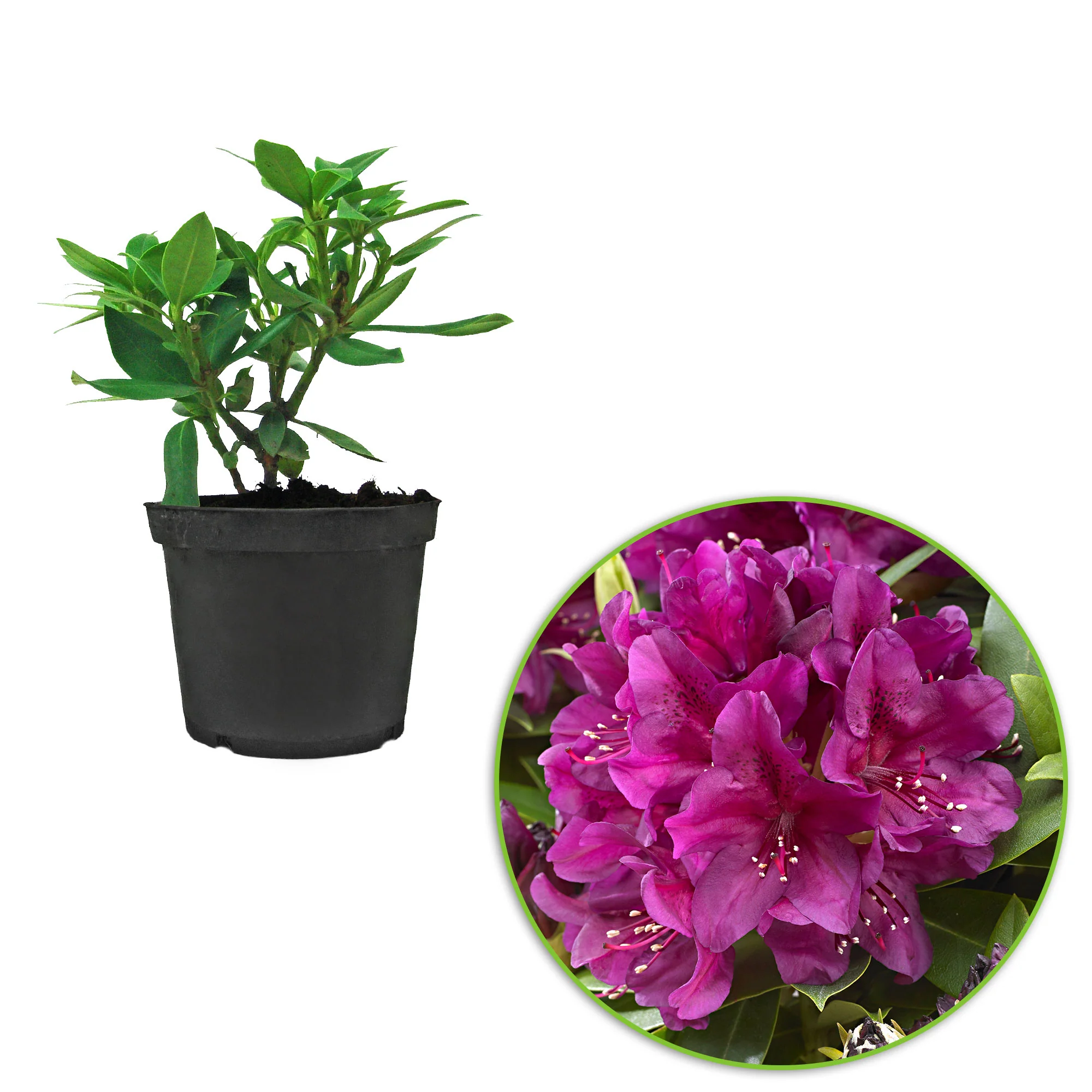 Rhododendron 'Polarnacht' violet - Image 2