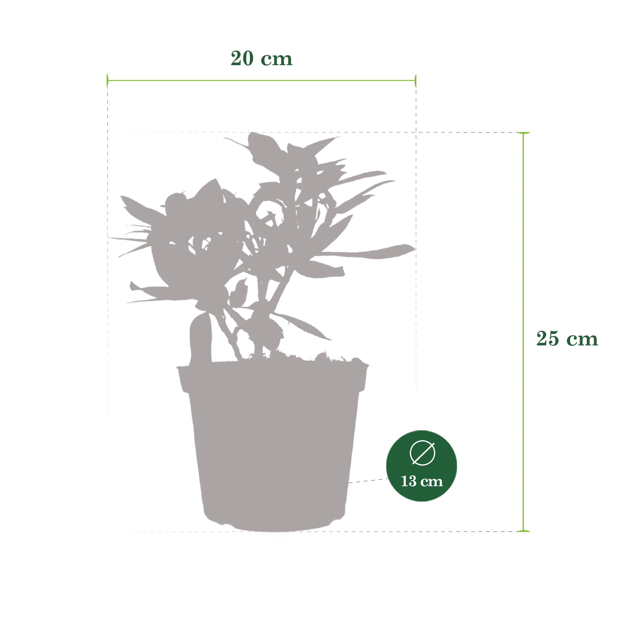 Rhododendron 'Polarnacht' violet - Image 4