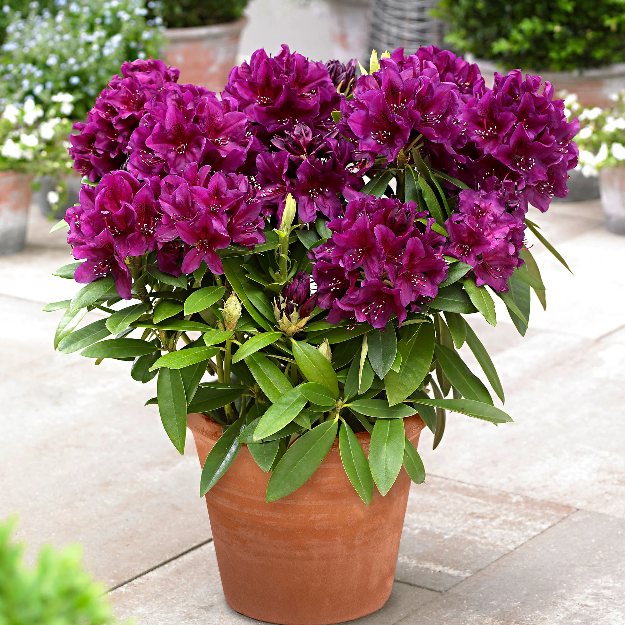 Rhododendron 'Polarnacht' violet - Image 5