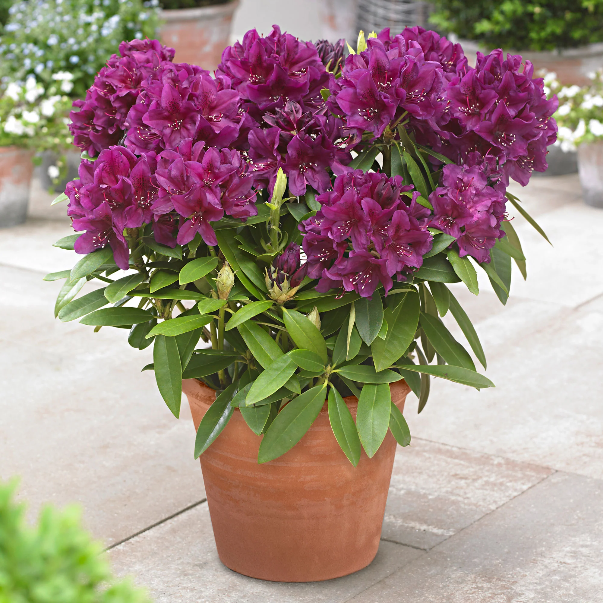 Rhododendron 'Polarnacht' violet - Image 6