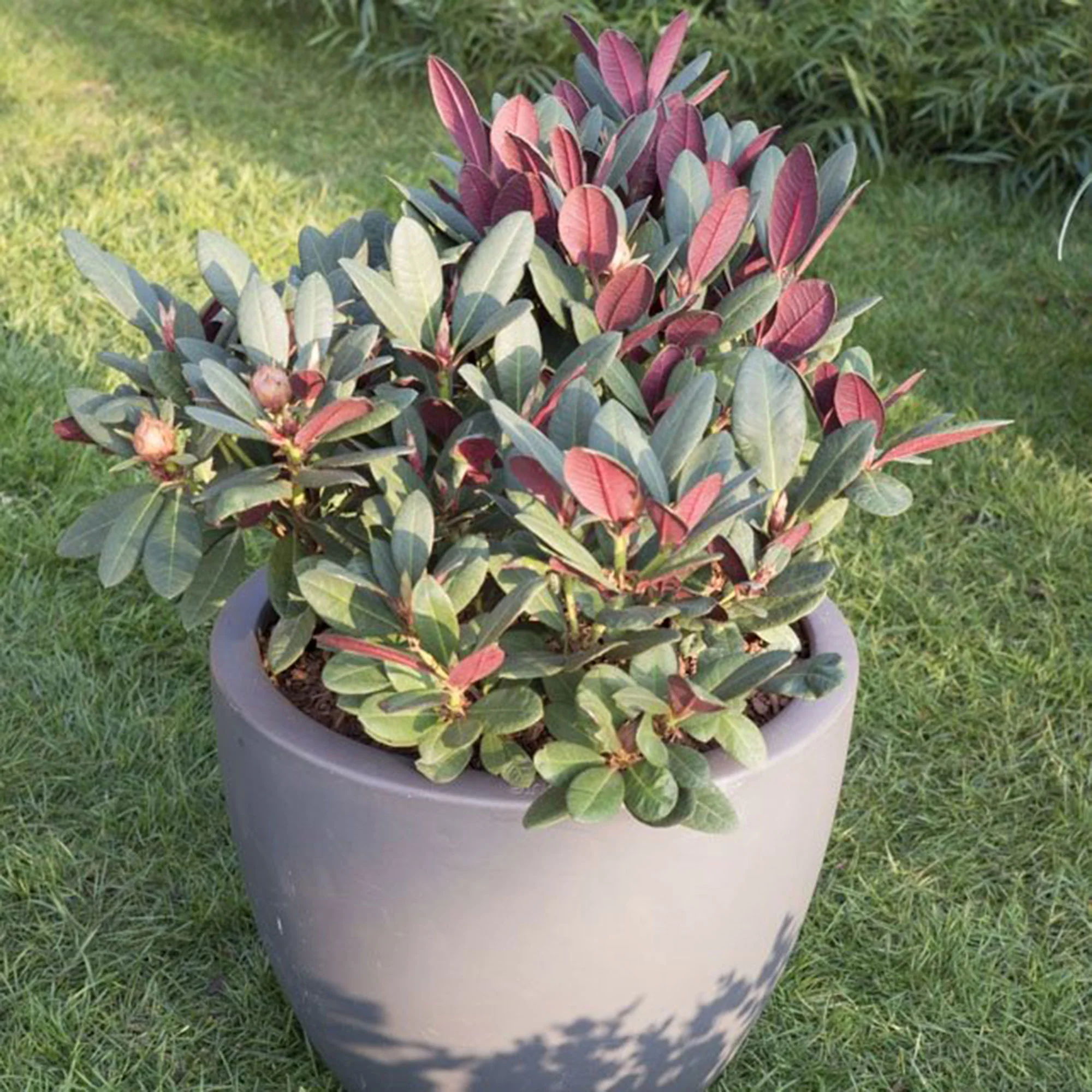 Rhododendron 'Wine & Roses' rose
