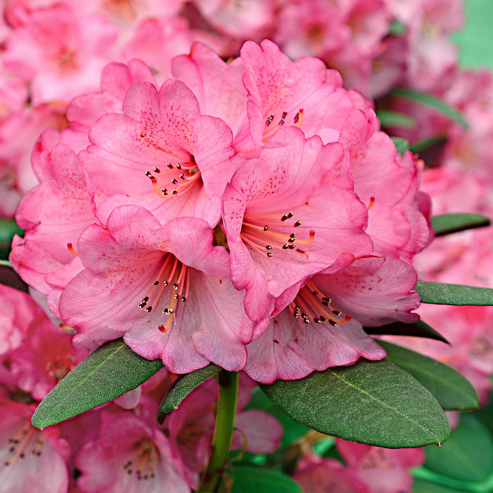 Rhododendron 'Wine & Roses' rose - Image 3