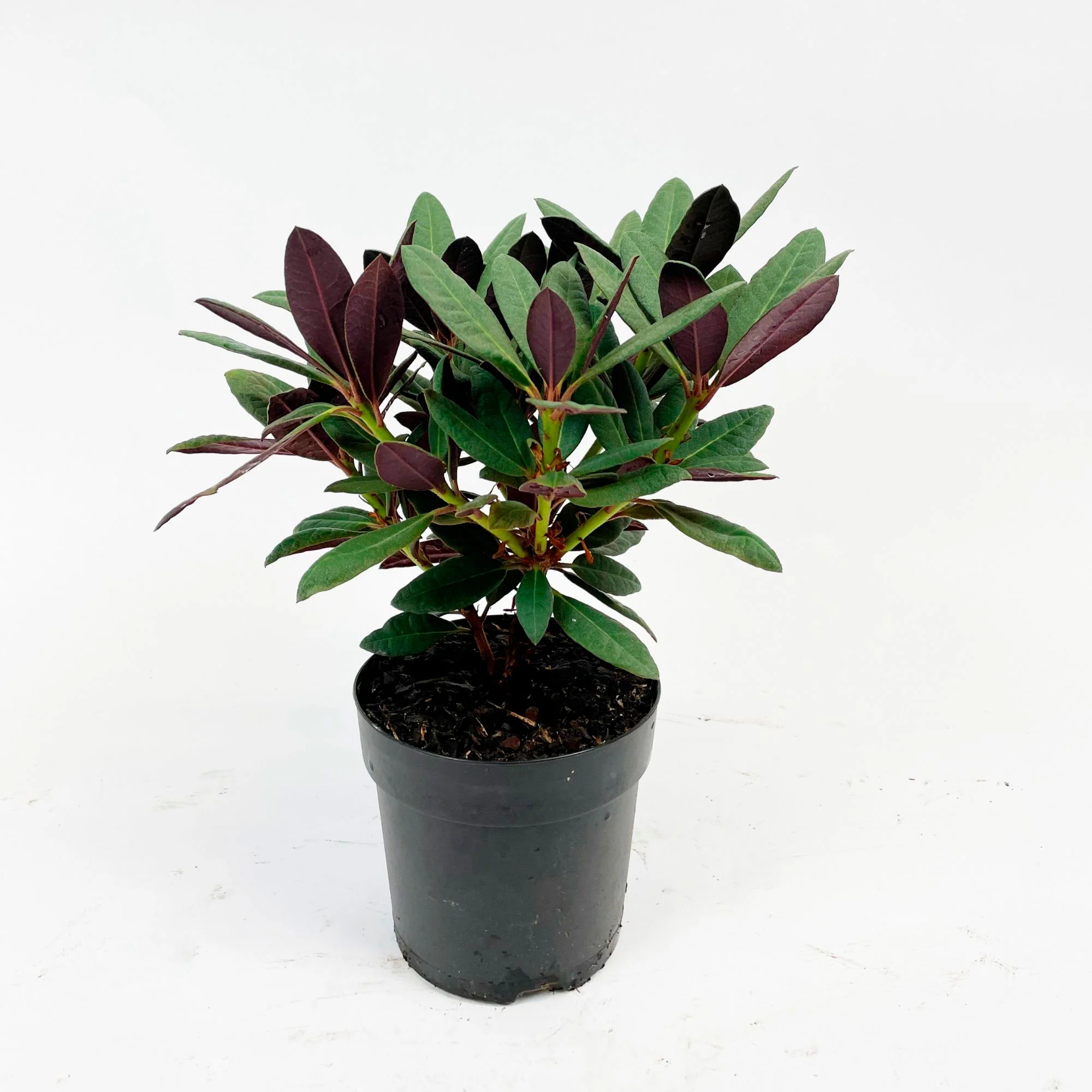 Rhododendron 'Wine & Roses' rose - Image 5