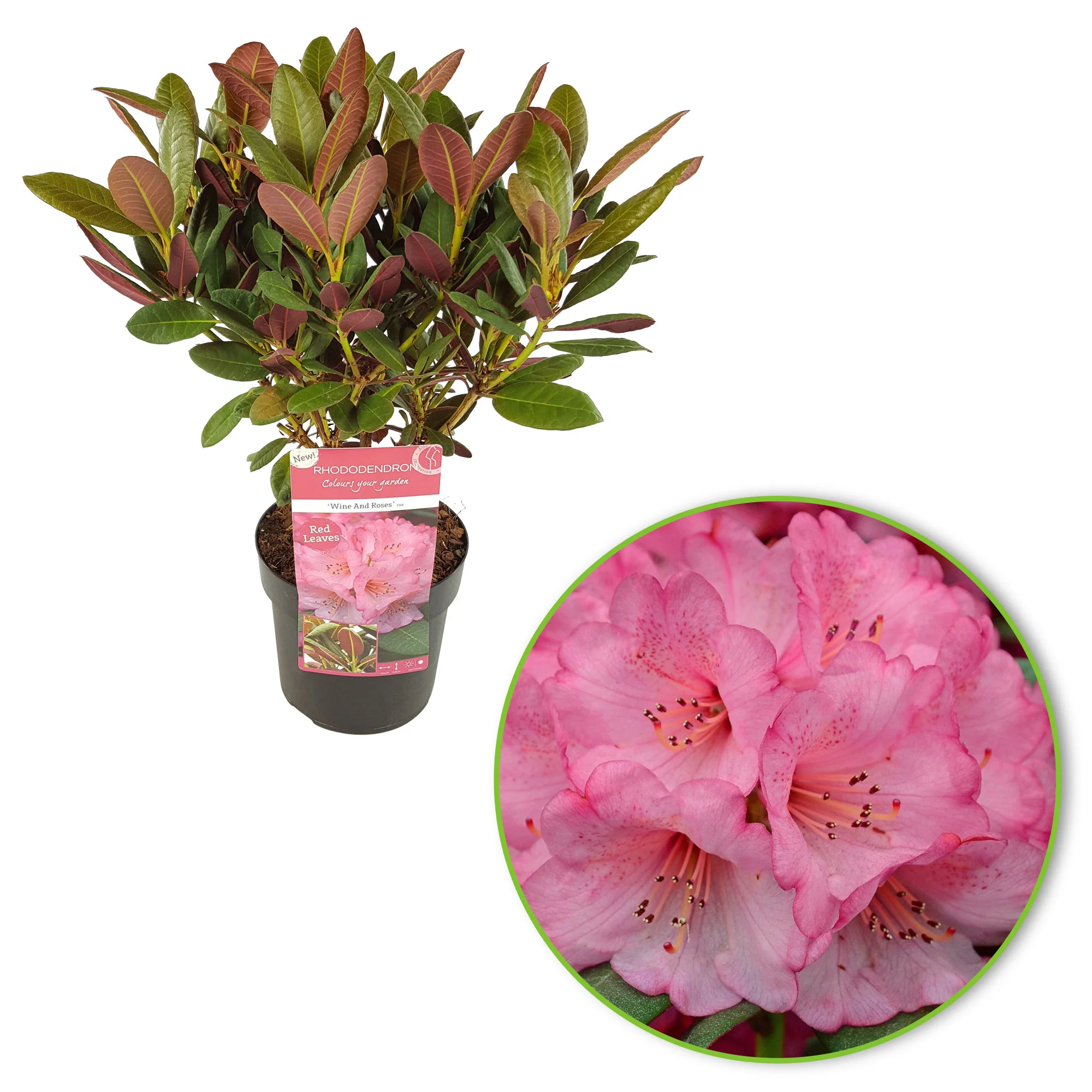 Rhododendron 'Wine & Roses' rose - Image 6