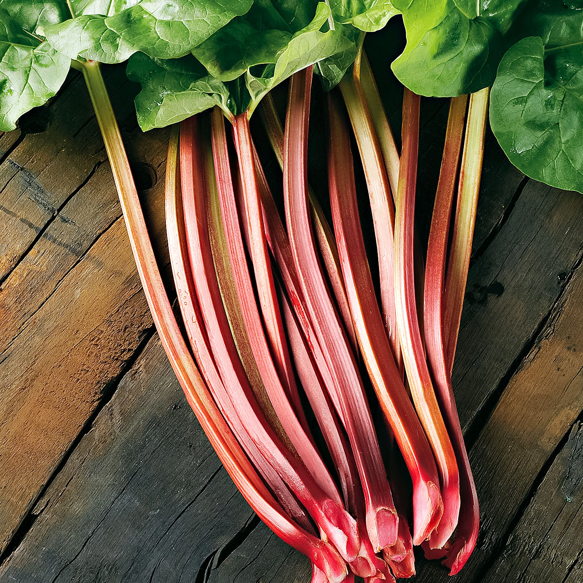 Rhubarbe Rheum 'Victoria' Biologique