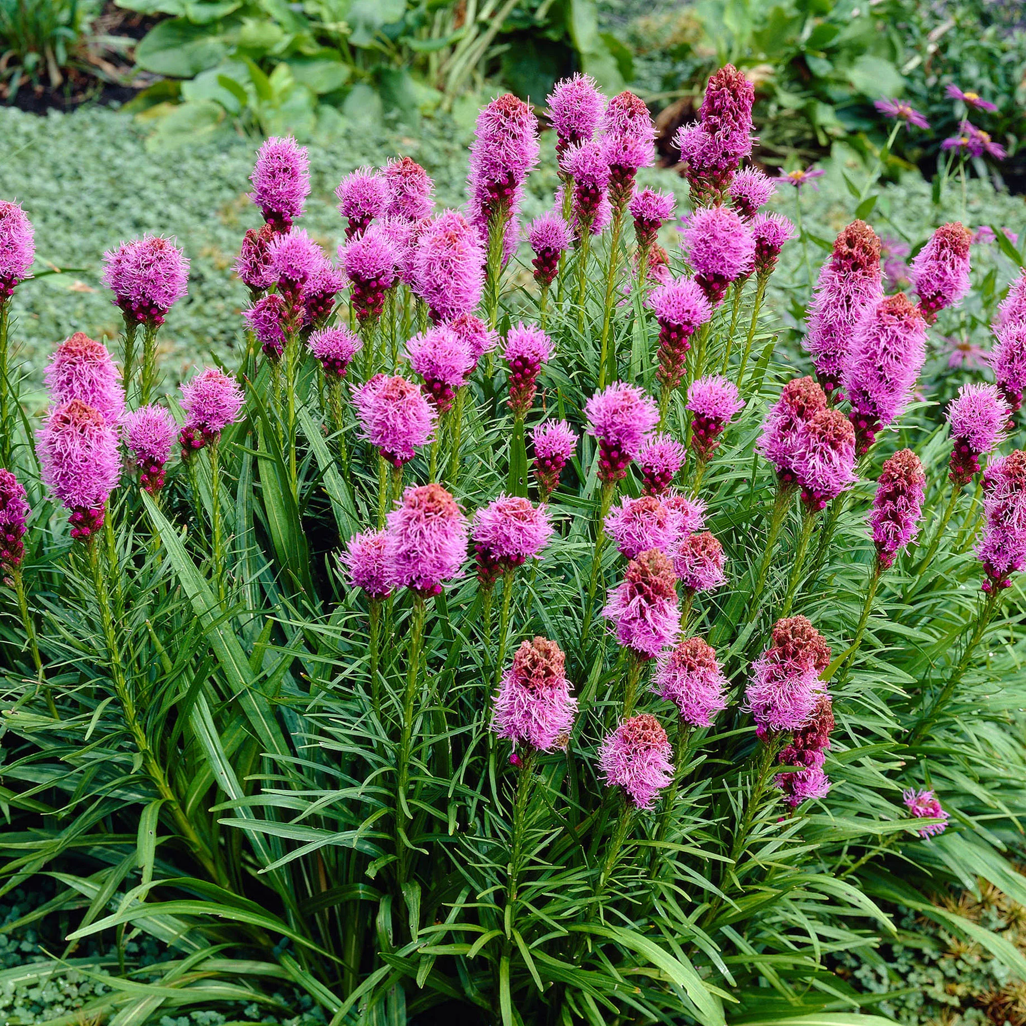 Rince-bouteille Liatris spicata 'Kobold' - Biologique violet